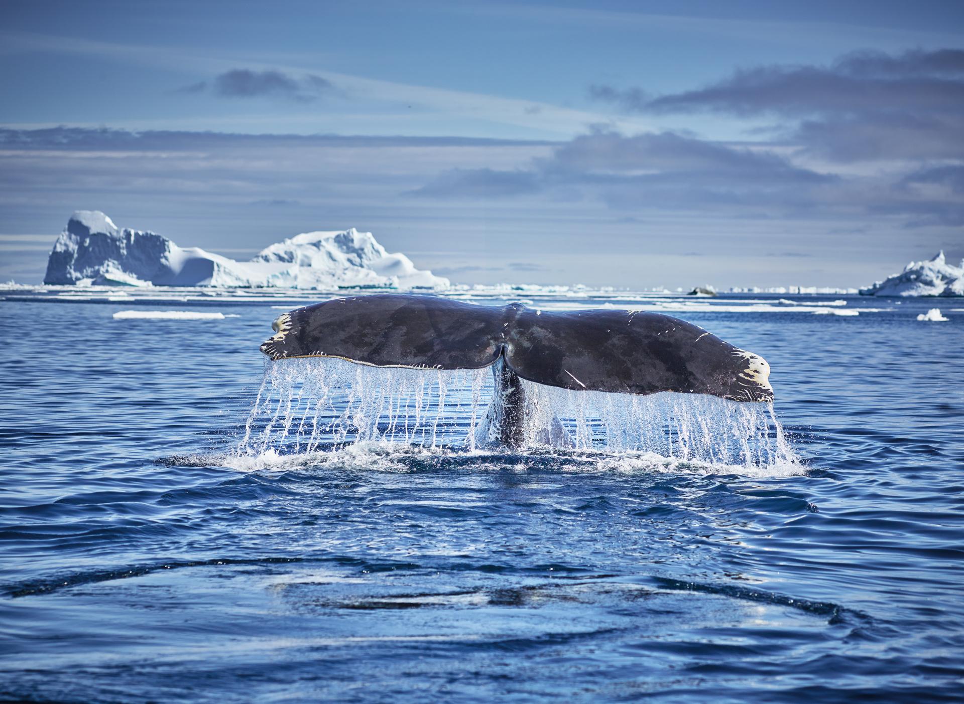 New York Photography Awards Winner - The Humpback Whale