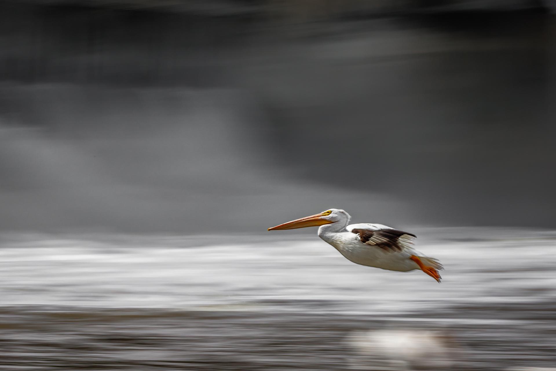 New York Photography Awards Winner - PELICAN ON FINAL