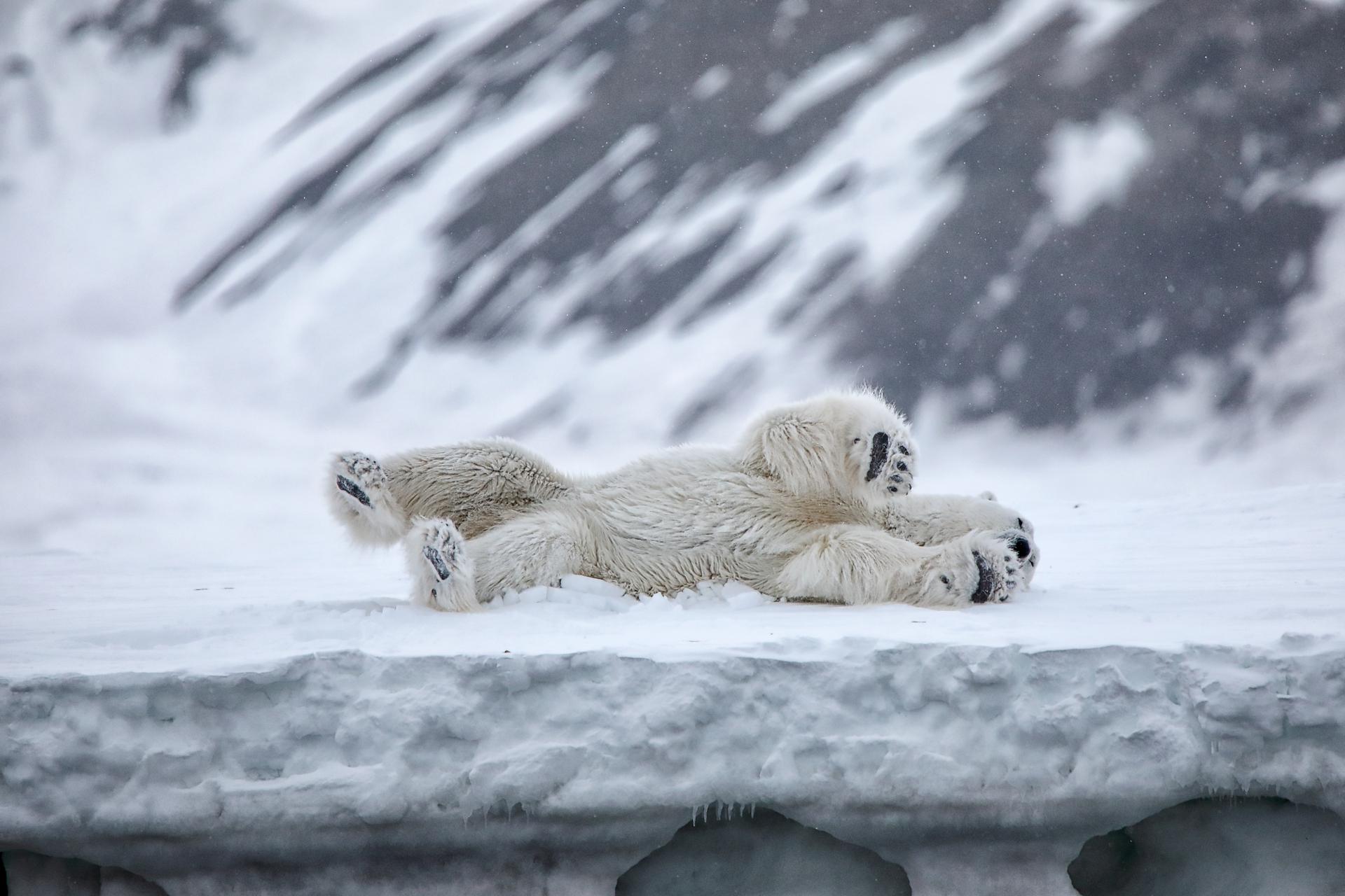 New York Photography Awards Winner - teddy bear