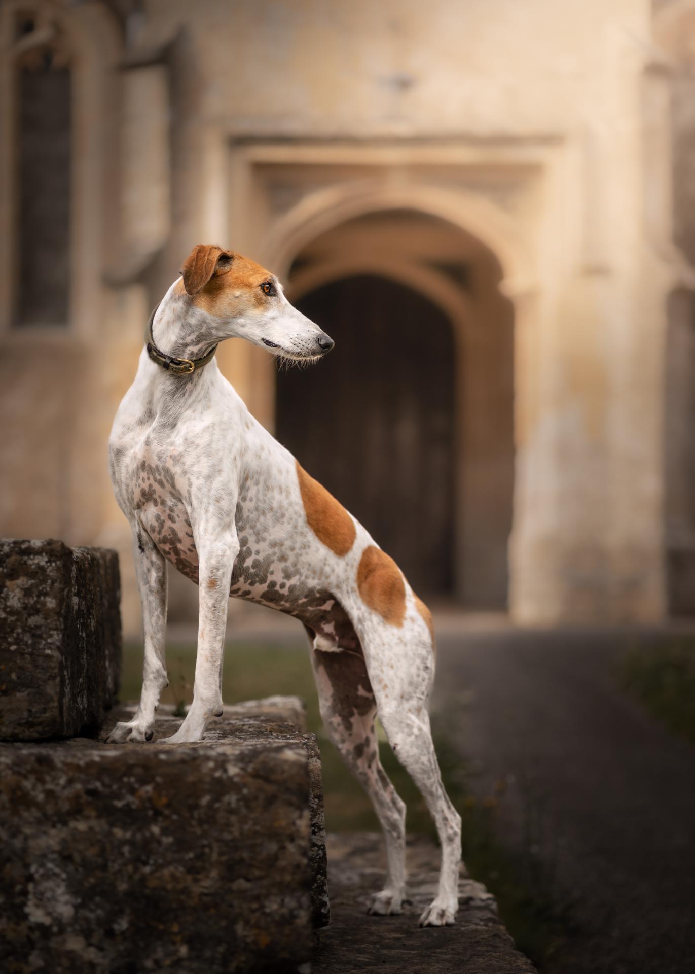 New York Photography Awards Winner - Lurcher