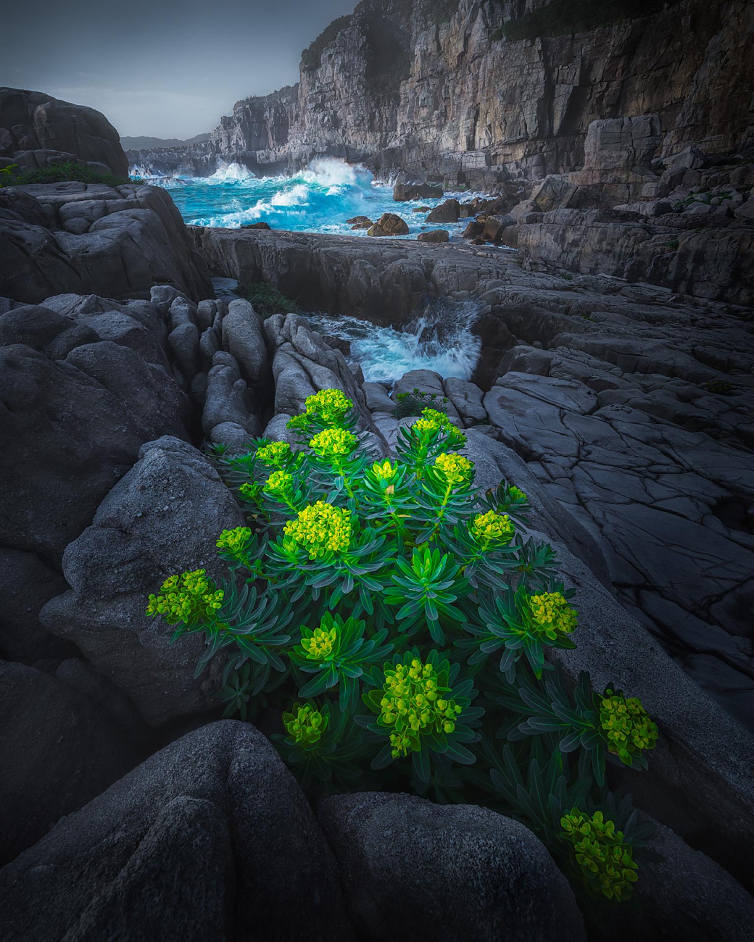 New York Photography Awards Winner - flowers growing in rocks