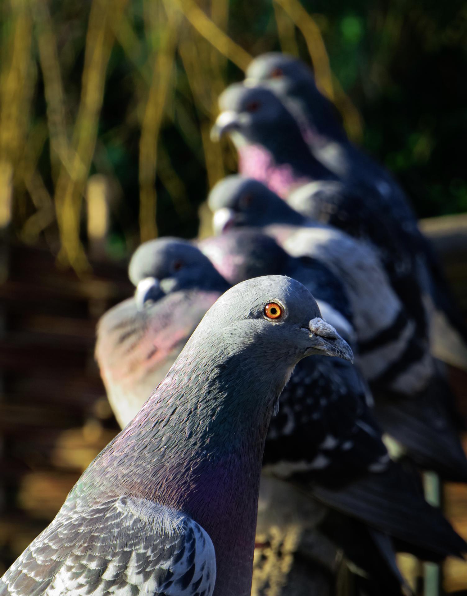 New York Photography Awards Winner - The Humble London Pigeon