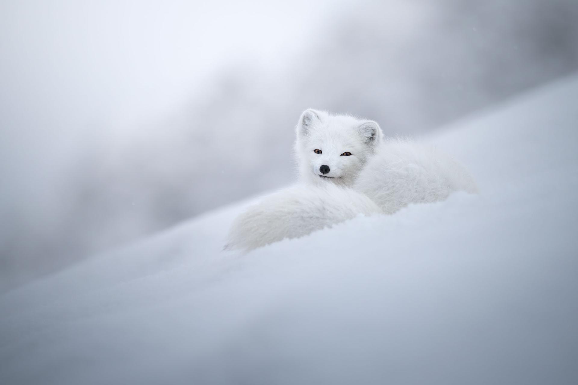 New York Photography Awards Winner - Divine beauty of an arctic fox