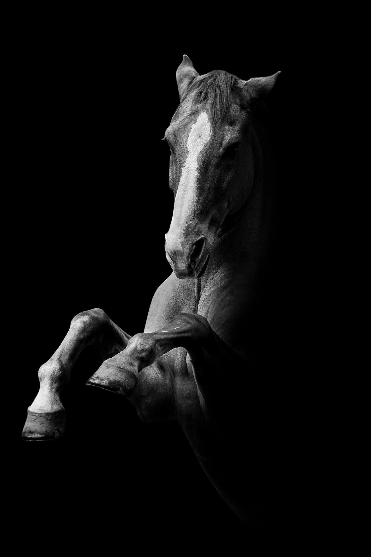 New York Photography Awards Winner - Horsescapes