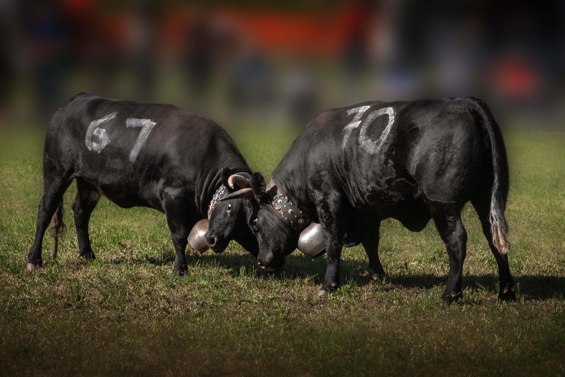 New York Photography Awards Winner - Summer Cow fight