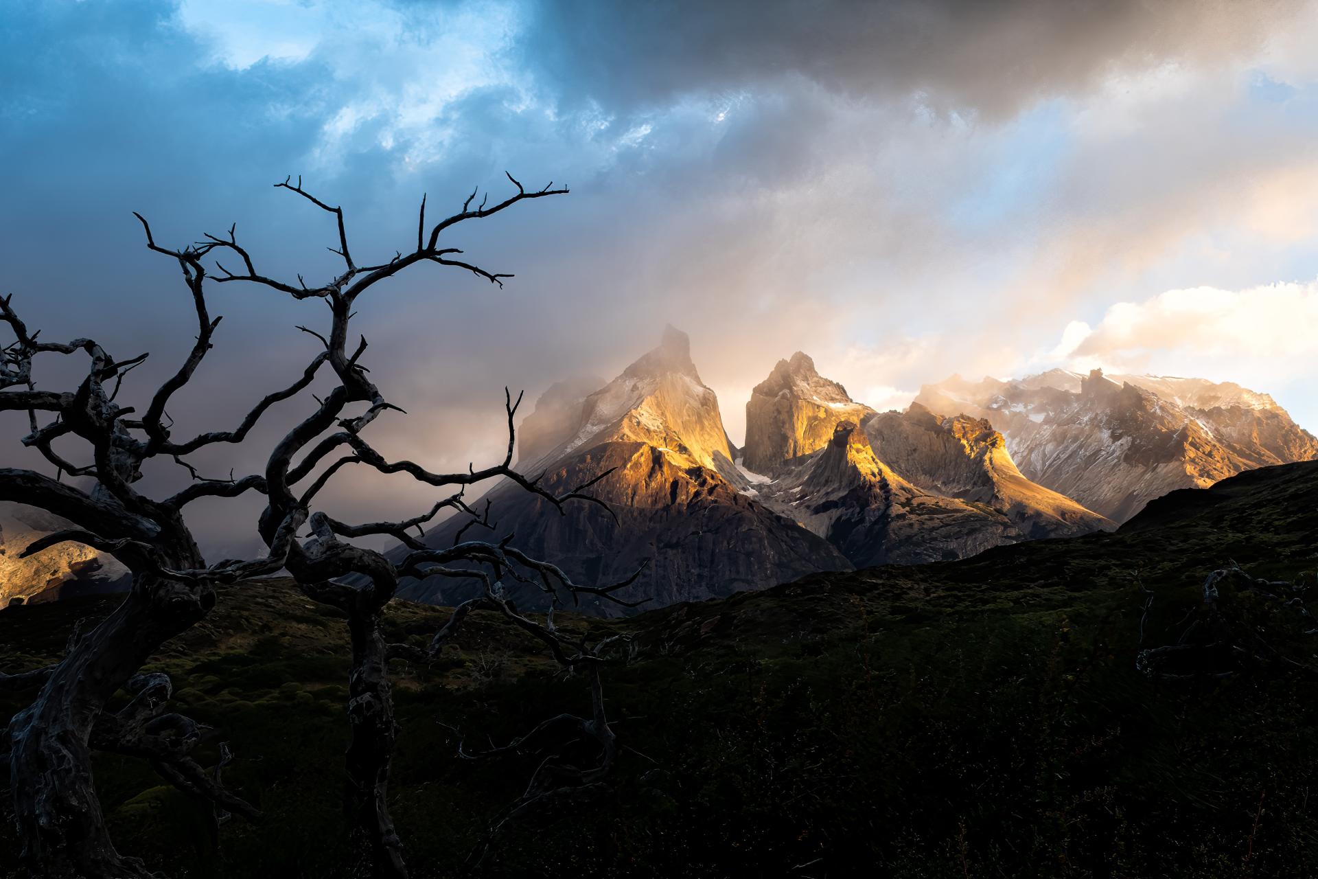 New York Photography Awards Winner - Crown of thorns