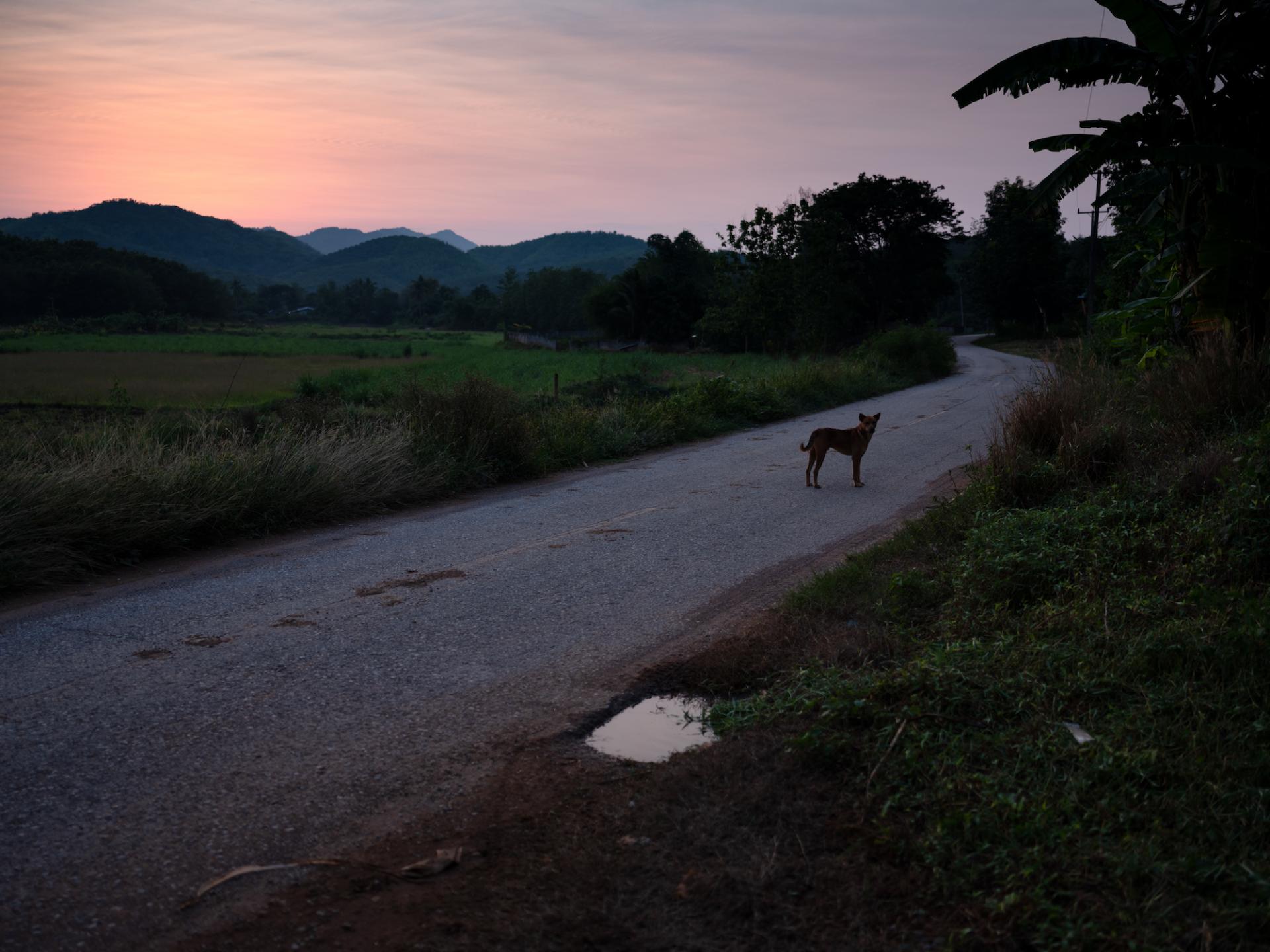 New York Photography Awards Winner - Dog eat Dog