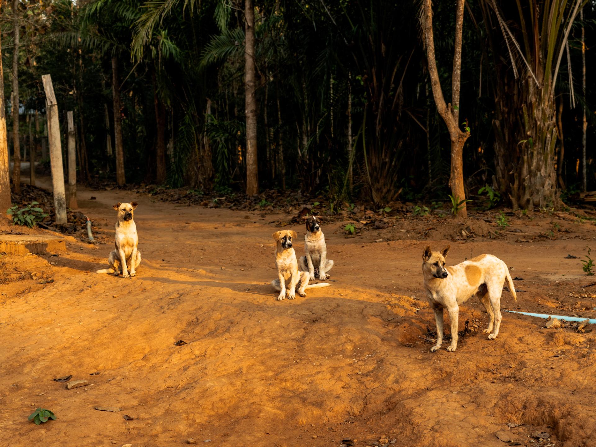 New York Photography Awards Winner - Dog eat Dog