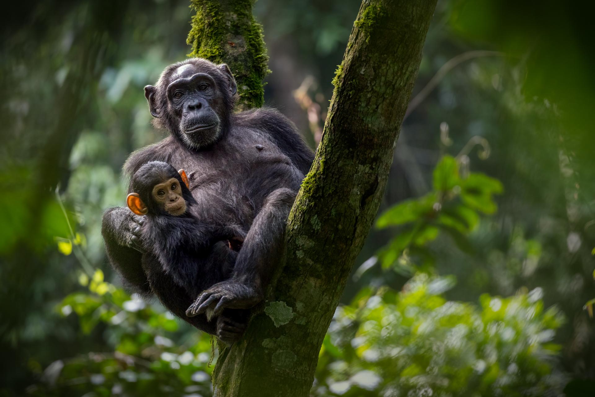 New York Photography Awards Winner - Hangin' out ...