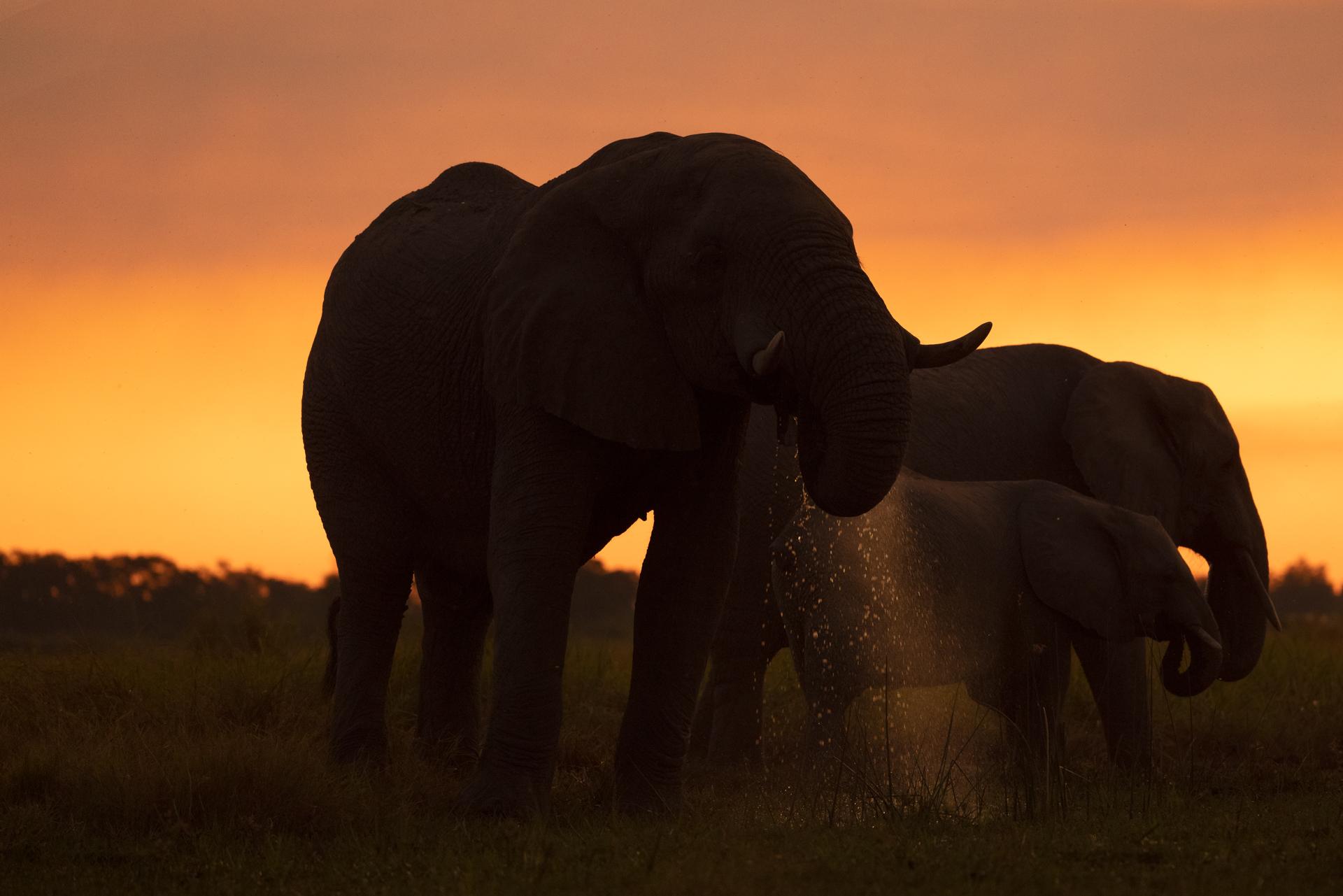 New York Photography Awards Winner - Thirsty ...