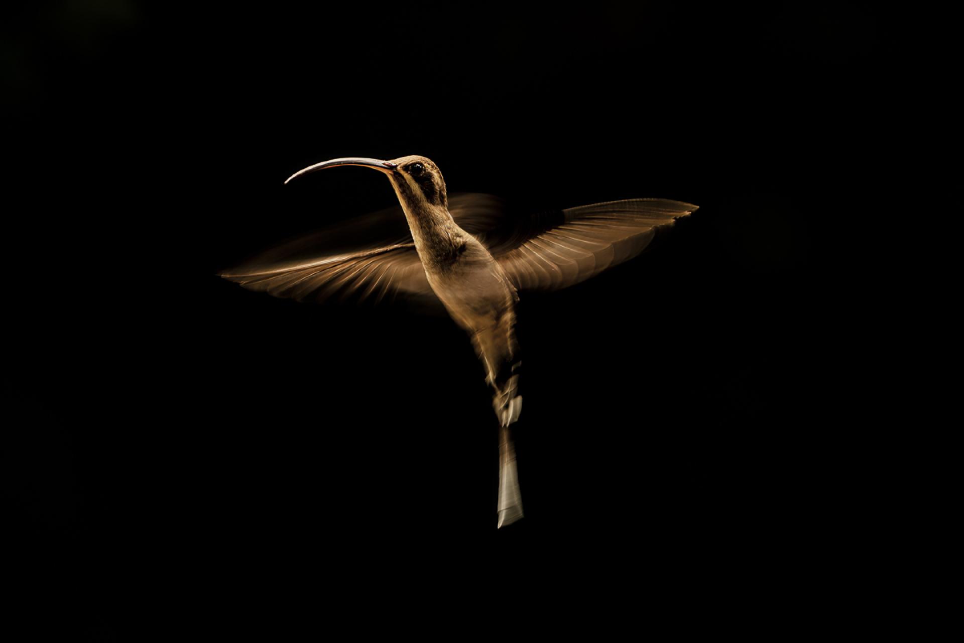 New York Photography Awards Winner - The art of flying