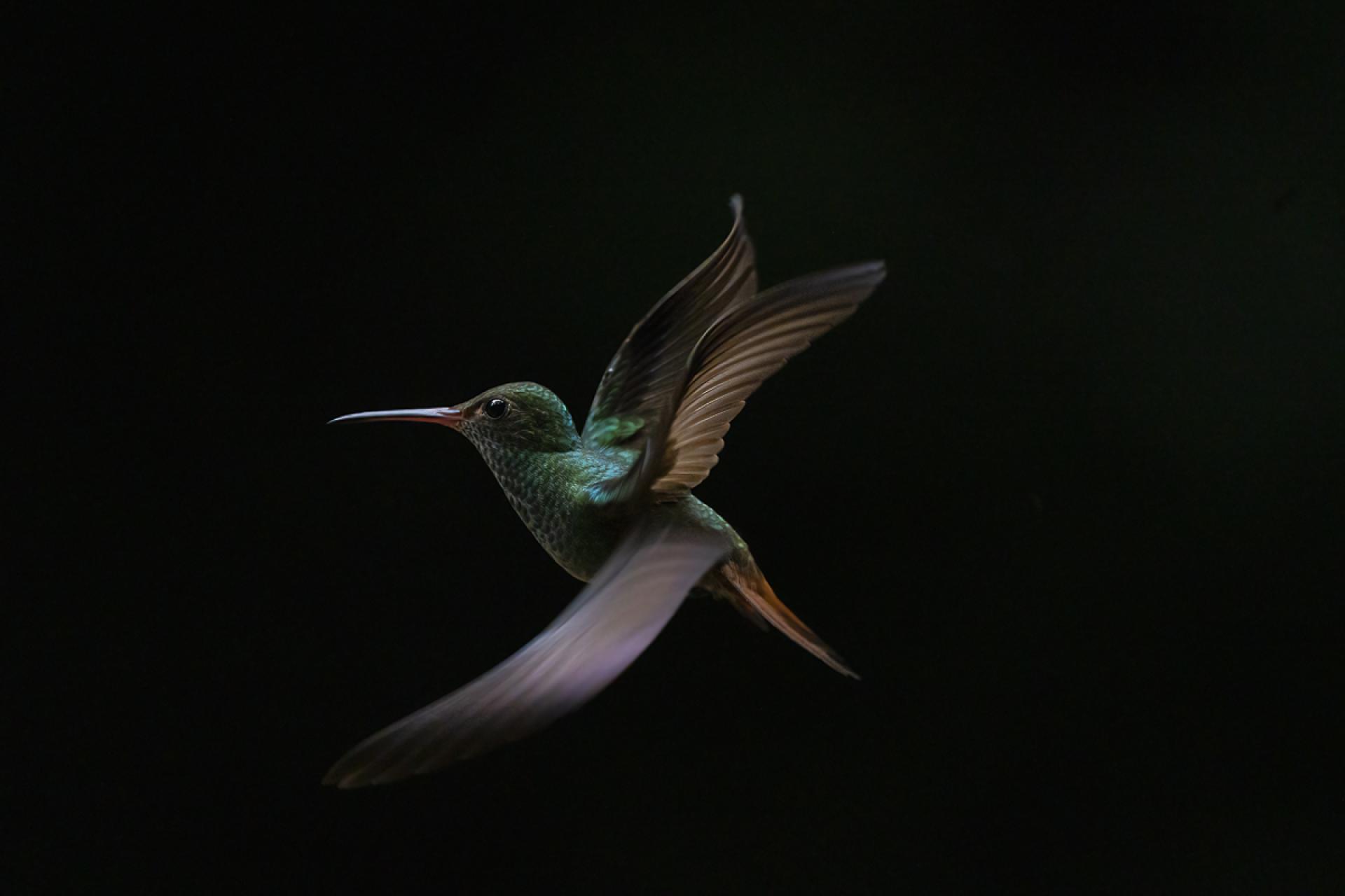 New York Photography Awards Winner - The art of flying