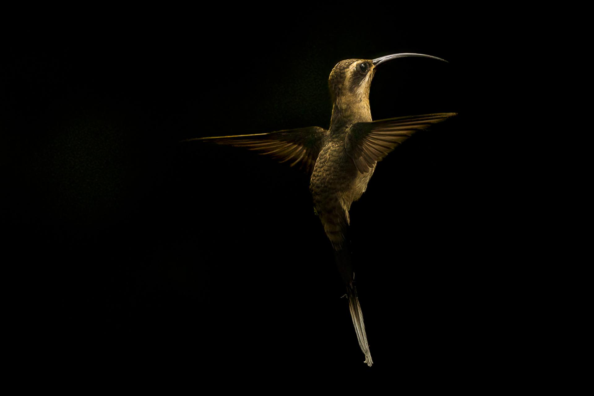 New York Photography Awards Winner - The art of flying