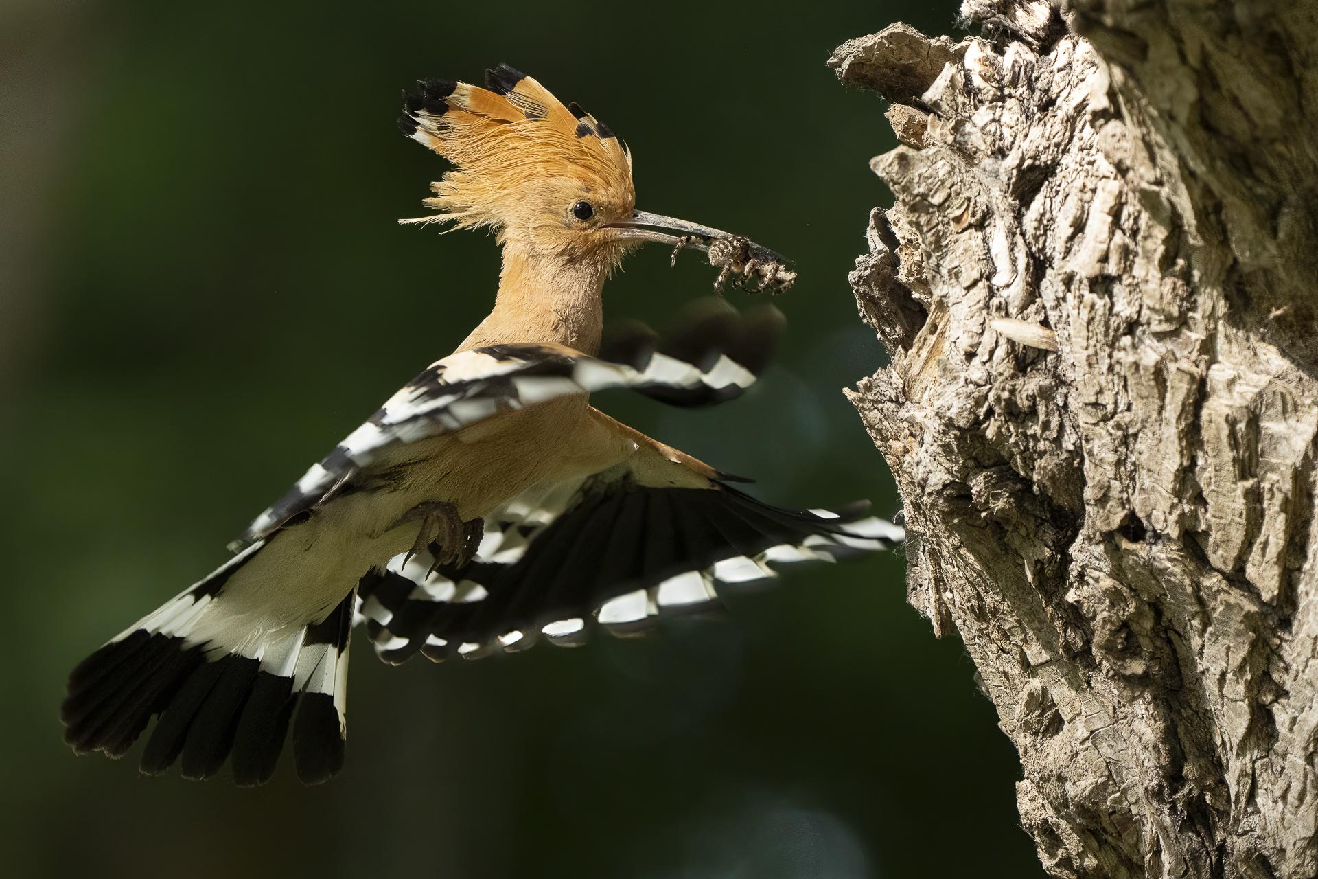 New York Photography Awards Winner - Dinner time