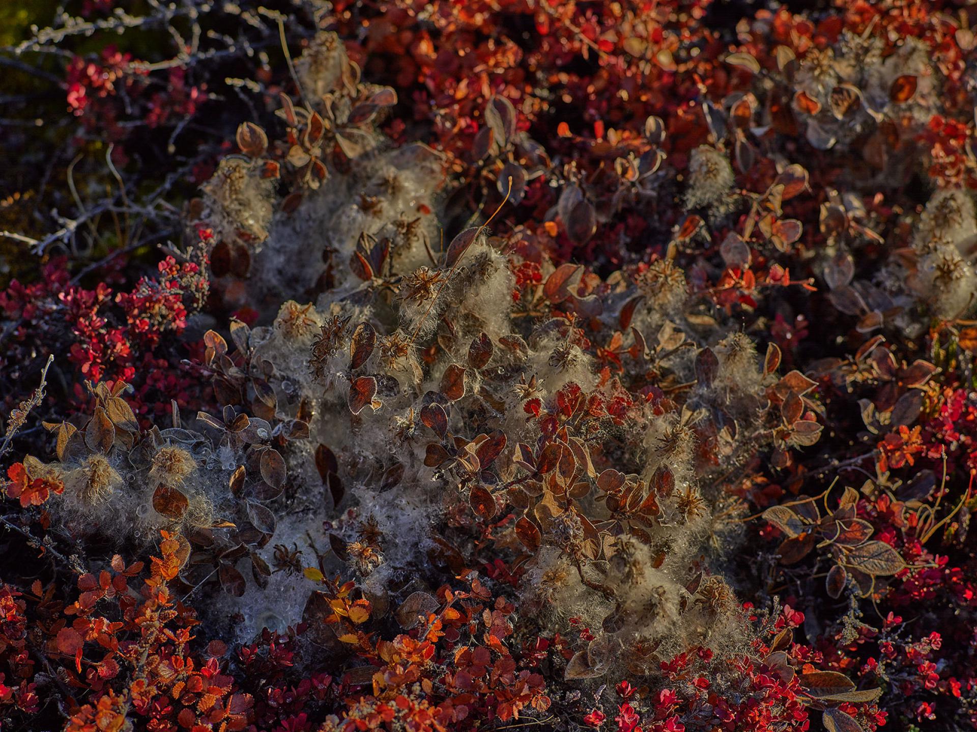 New York Photography Awards Winner - Frozen Plants