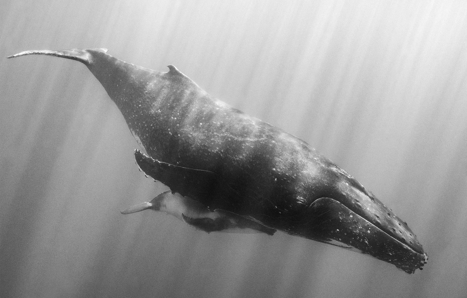 New York Photography Awards Winner - Whale Together
