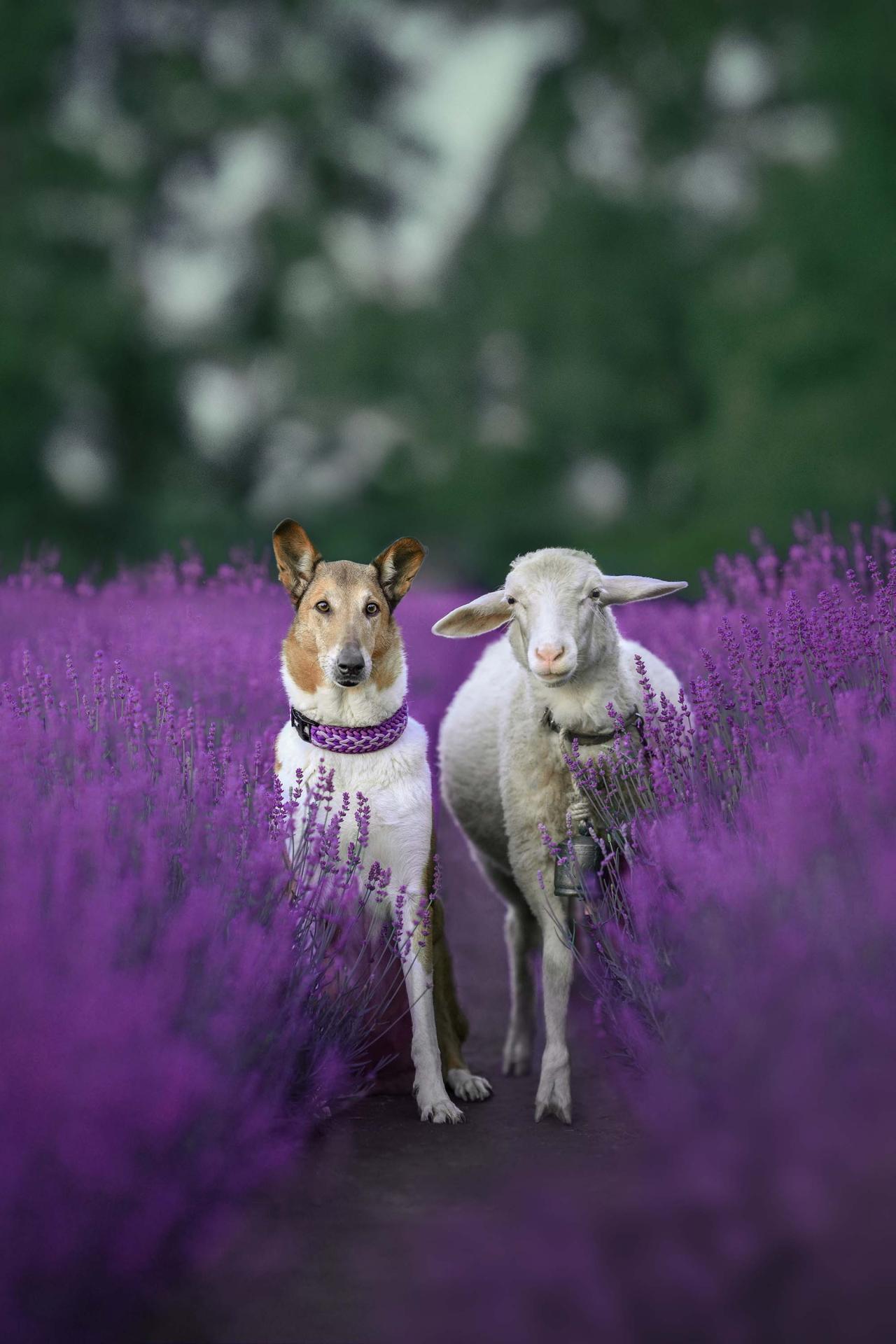 New York Photography Awards Winner - Shepherd and his sheep