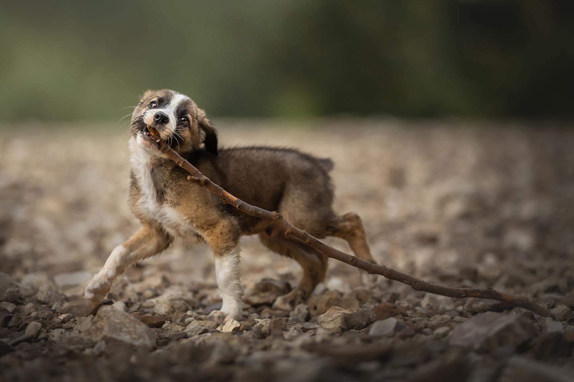 New York Photography Awards Winner - Playful Puppy