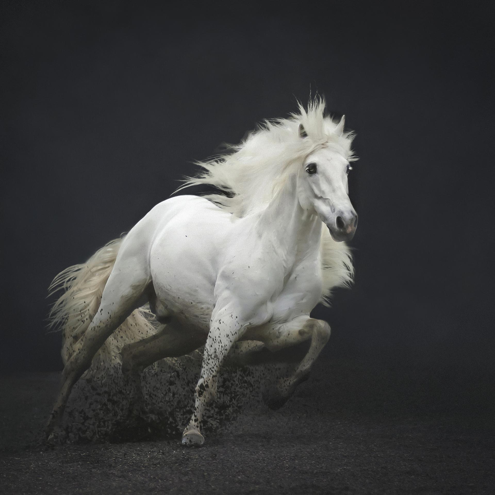 New York Photography Awards Winner - Horses in action series