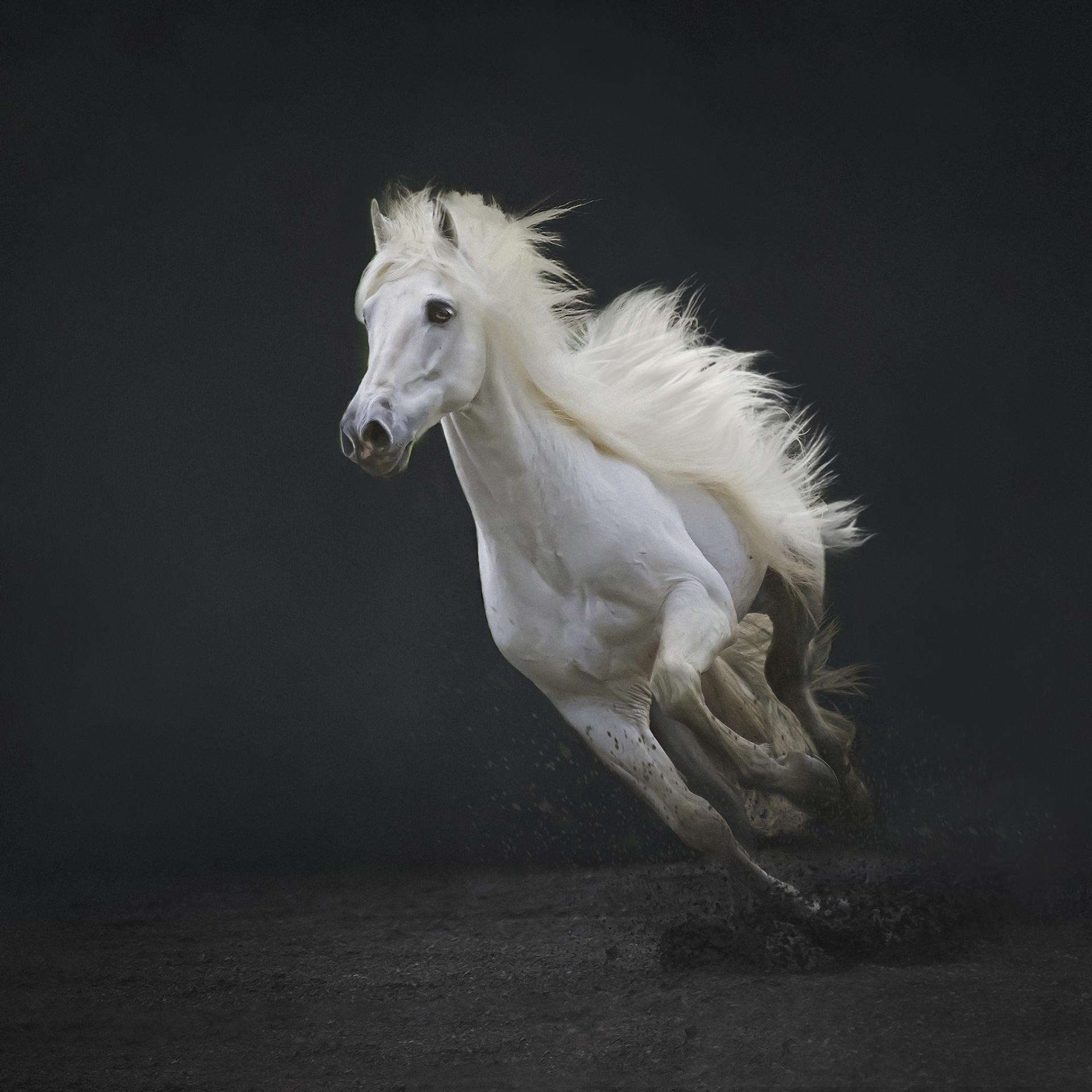 New York Photography Awards Winner - Horses in action series