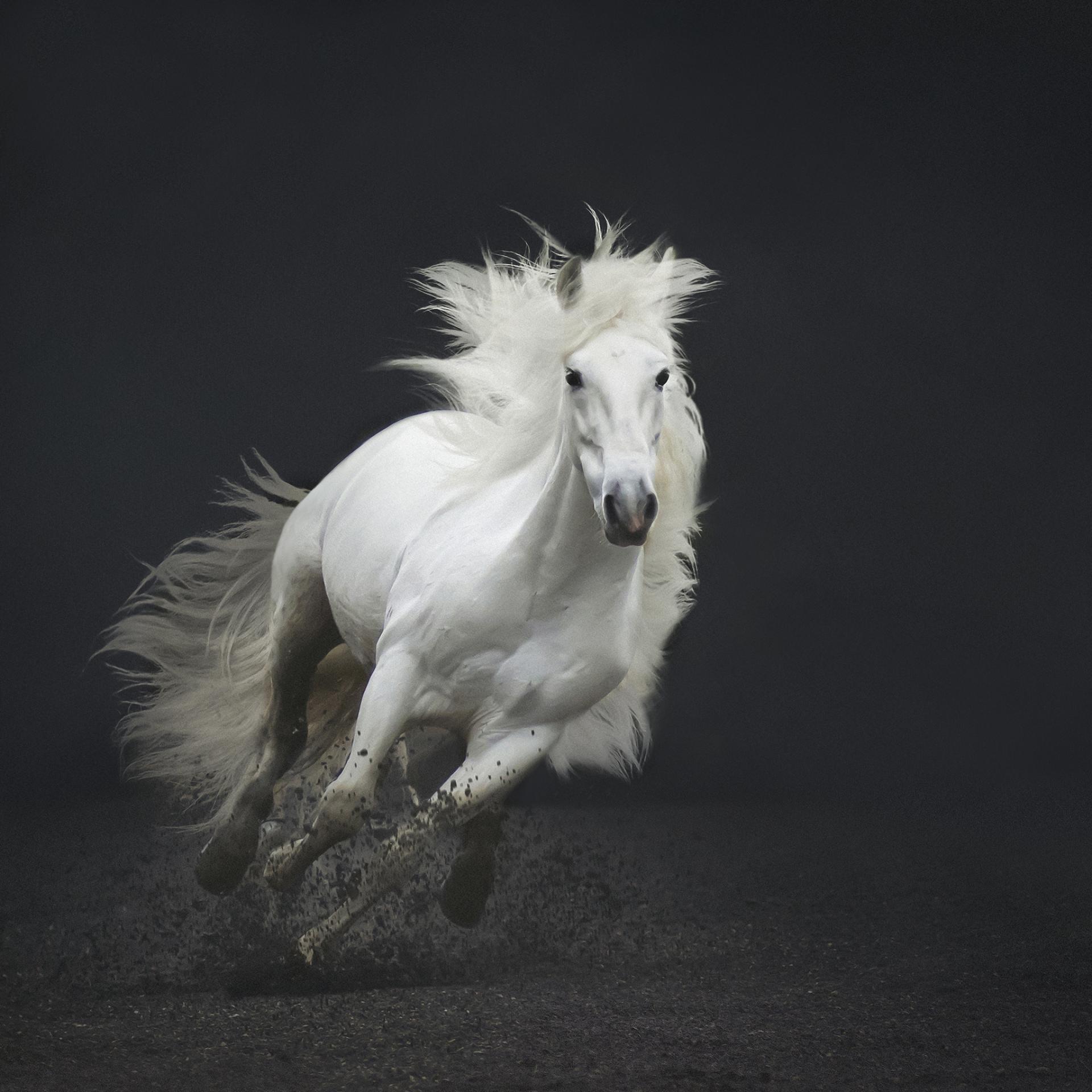 New York Photography Awards Winner - Horses in action series