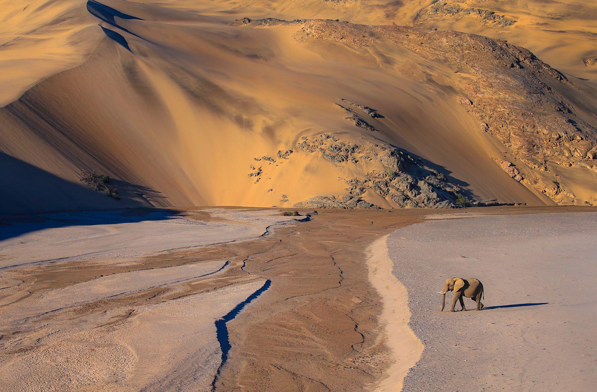 New York Photography Awards Winner - golden kingdom