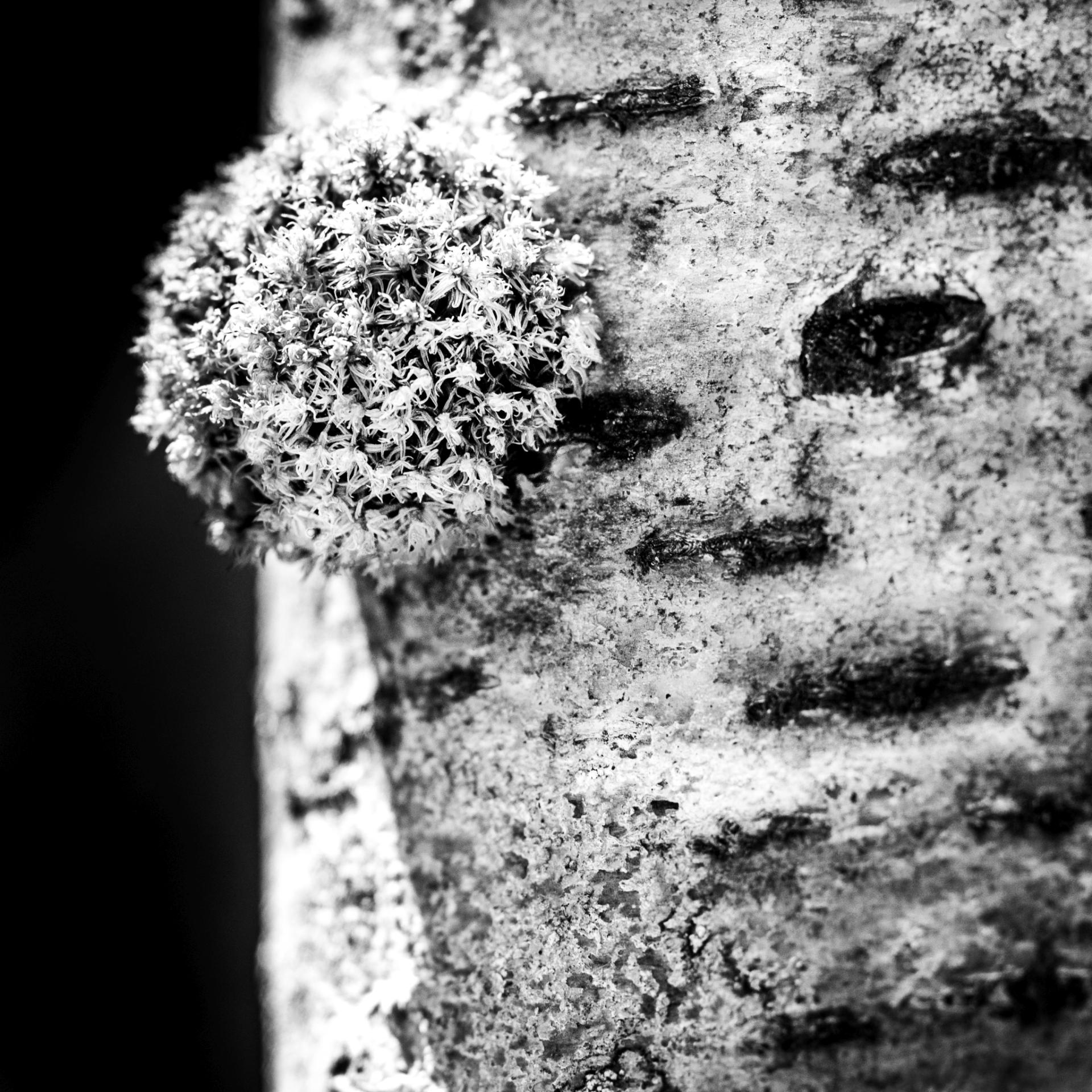 New York Photography Awards Winner - Treeface carrying a moss ball