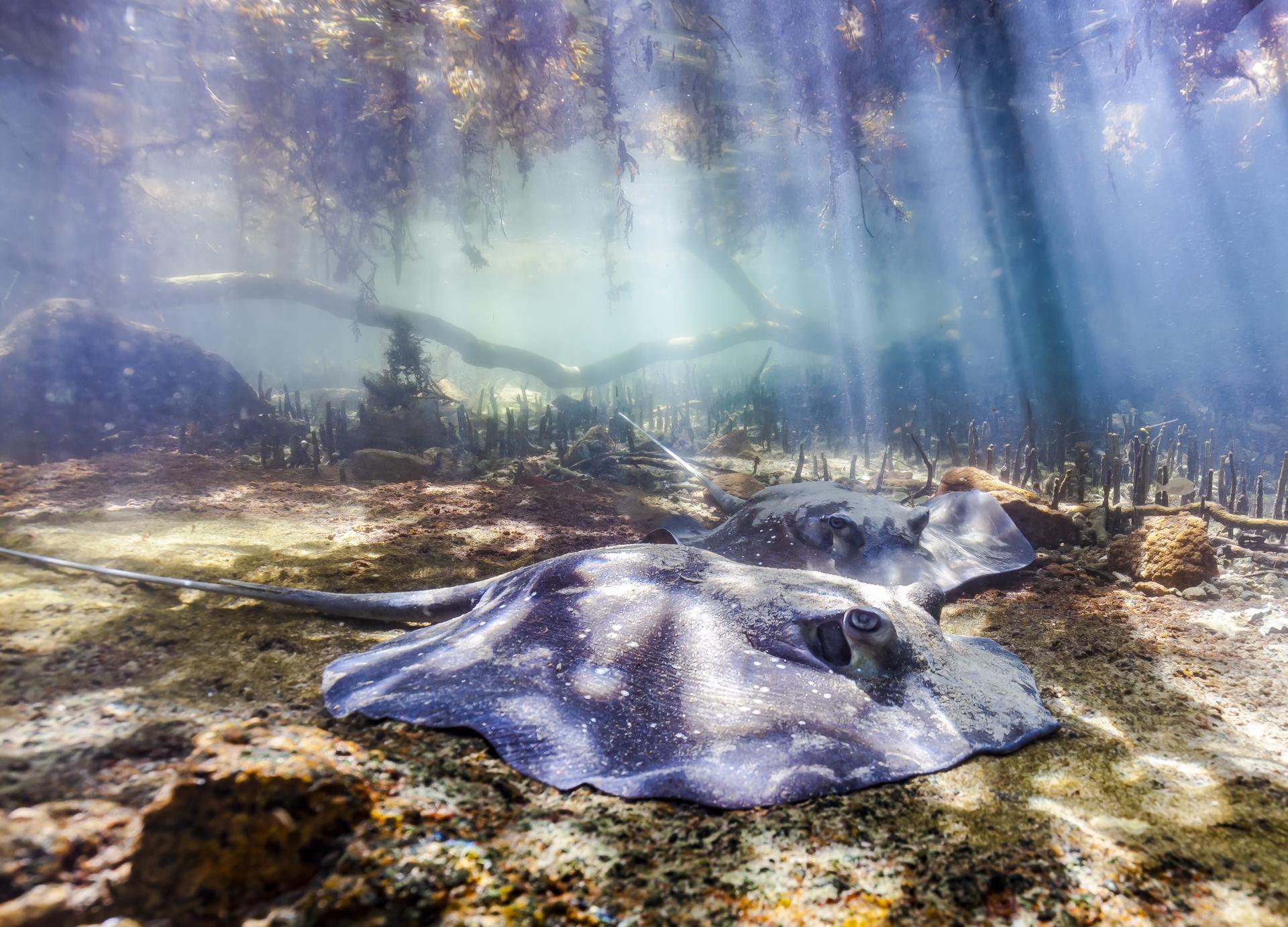 New York Photography Awards Winner - Mangrove whiprays of the Great Barrier Reef