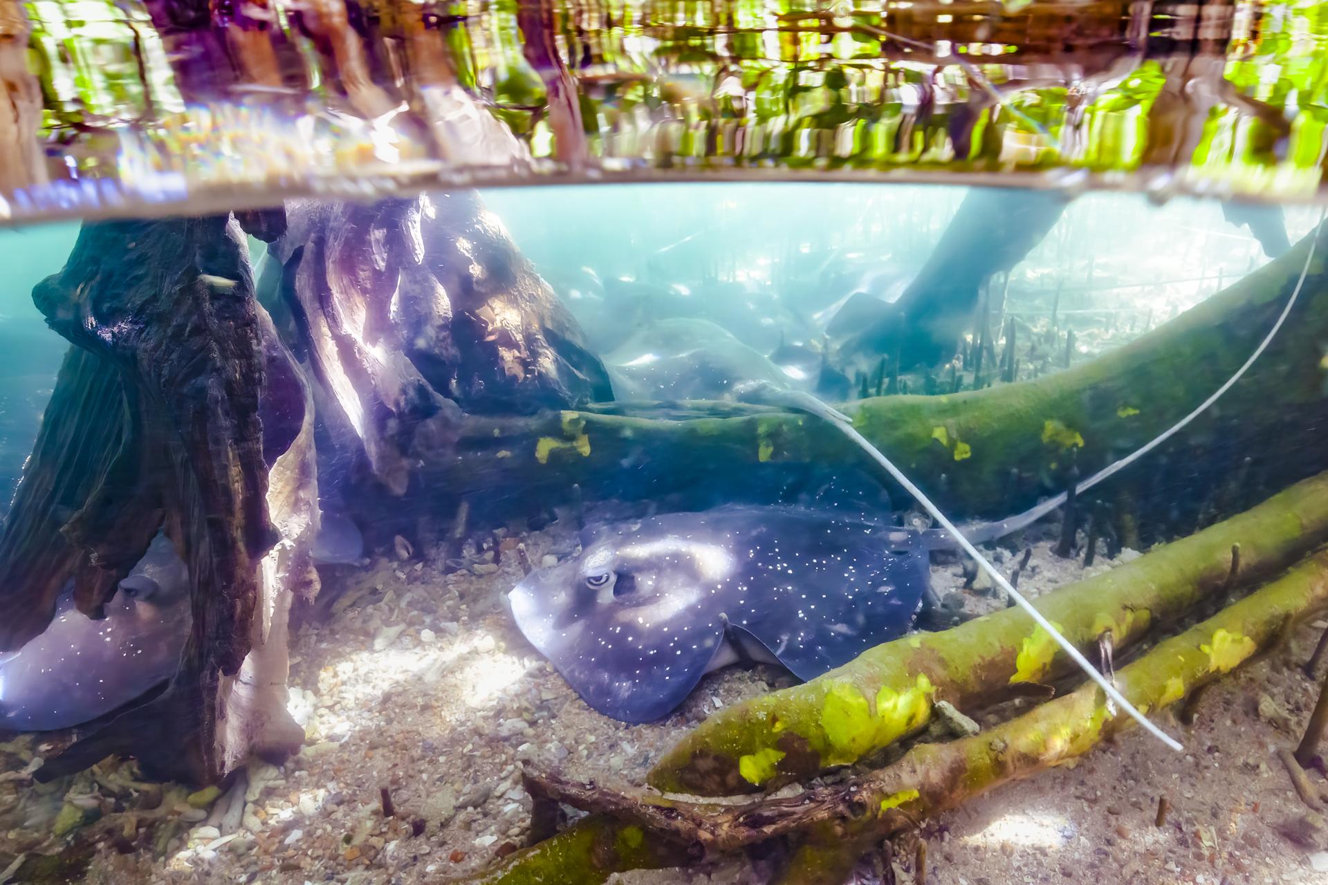 New York Photography Awards Winner - Mangrove whiprays of the Great Barrier Reef