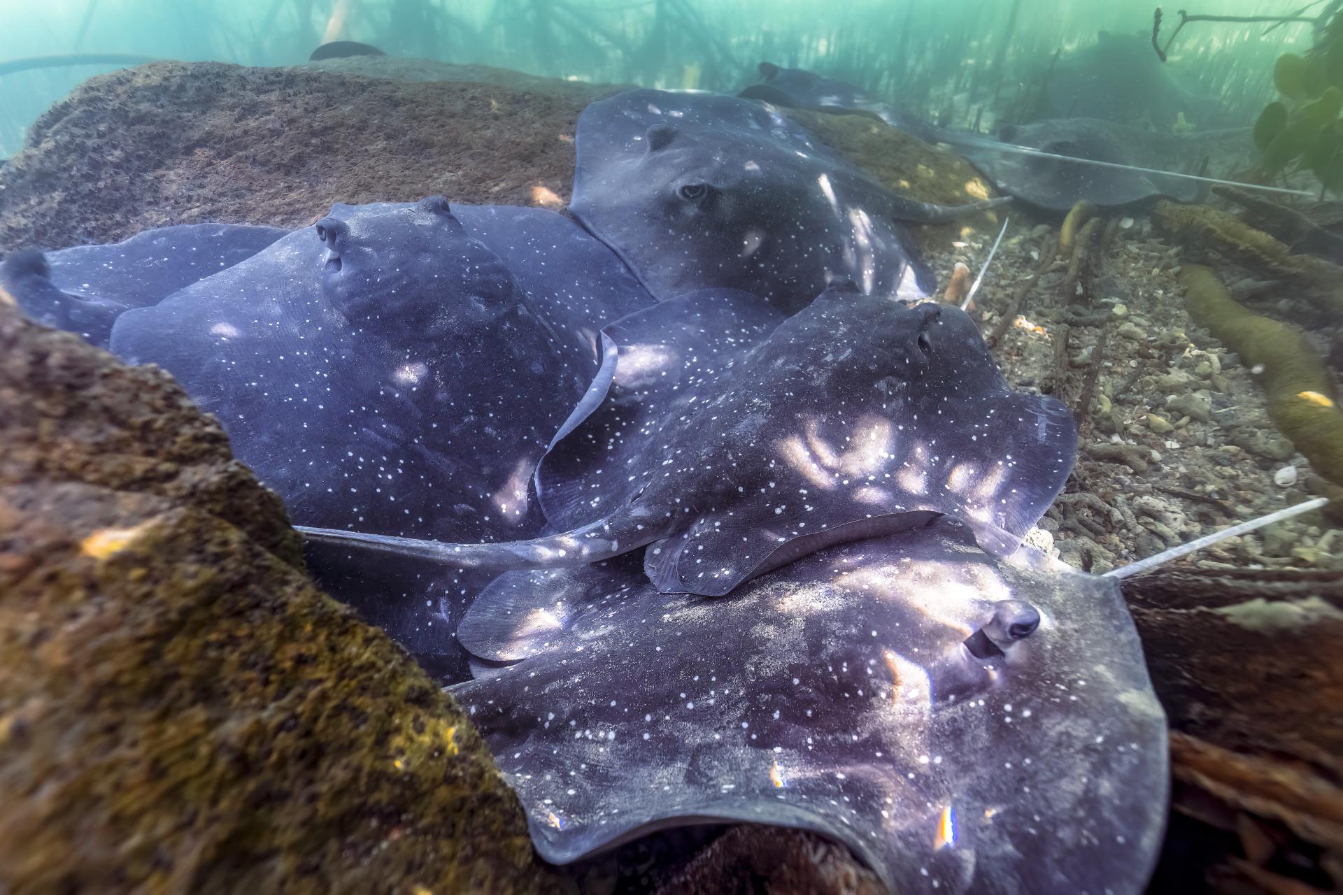 New York Photography Awards Winner - Mangrove whiprays of the Great Barrier Reef