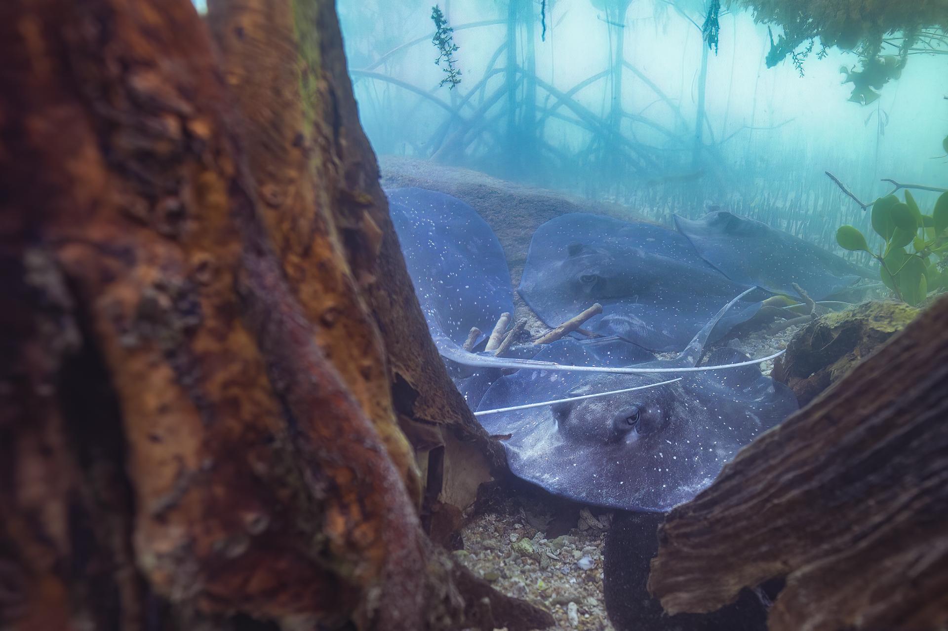 New York Photography Awards Winner - Mangrove whiprays of the Great Barrier Reef