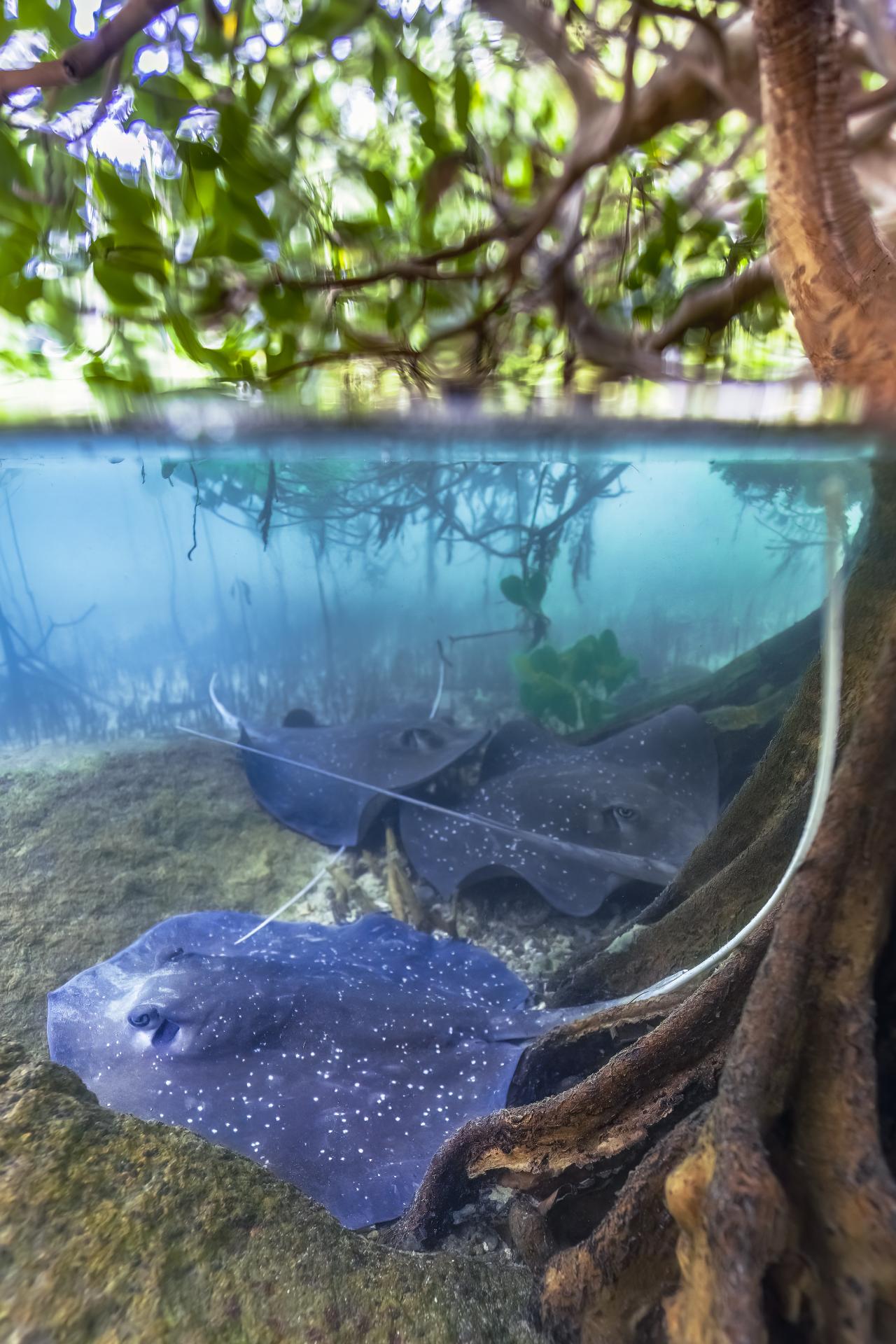 New York Photography Awards Winner - Mangrove whiprays of the Great Barrier Reef