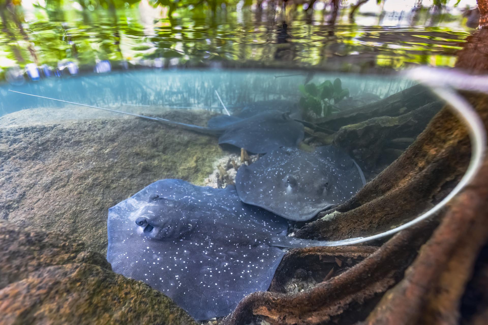 New York Photography Awards Winner - Mangrove whiprays of the Great Barrier Reef