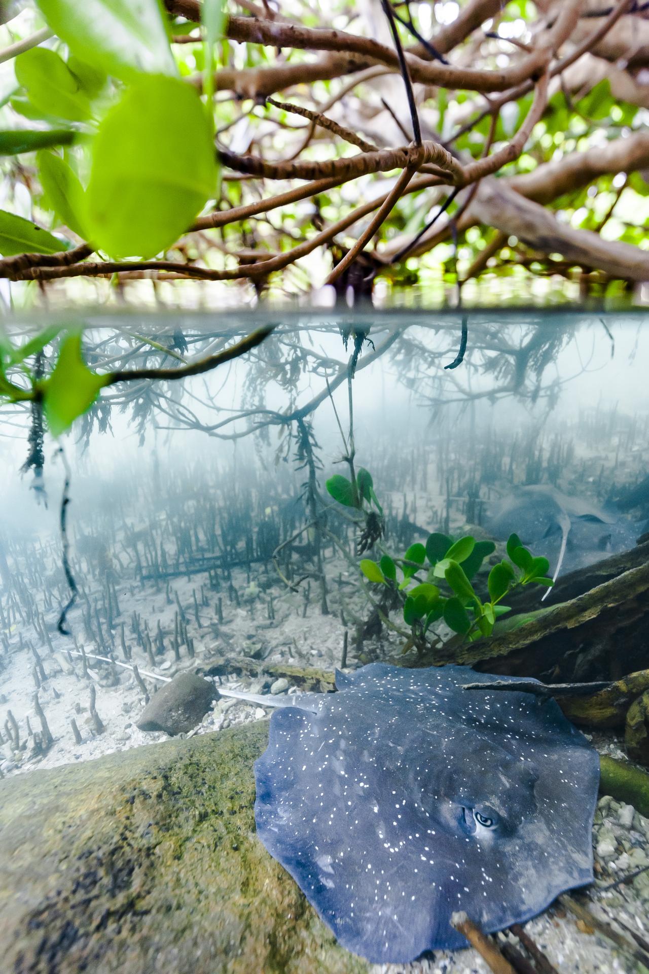 New York Photography Awards Winner - Mangrove whiprays of the Great Barrier Reef