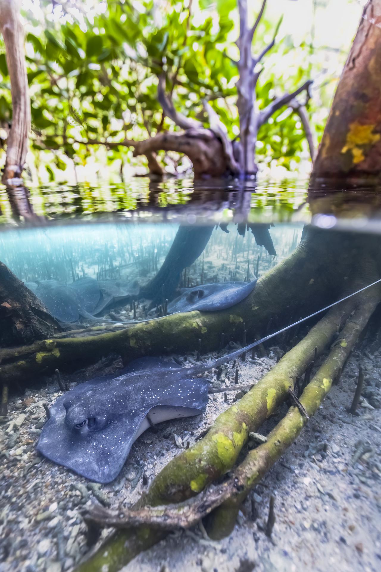 New York Photography Awards Winner - Mangrove whiprays of the Great Barrier Reef