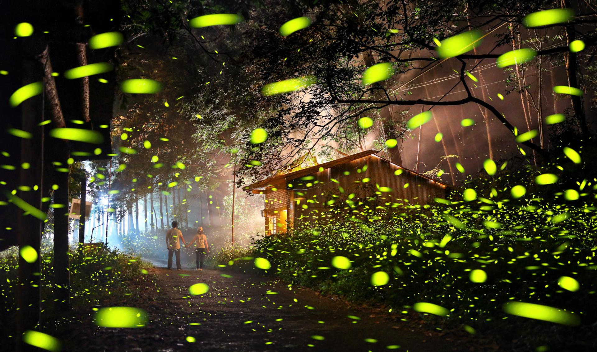 New York Photography Awards Winner - Travel with Fireflies