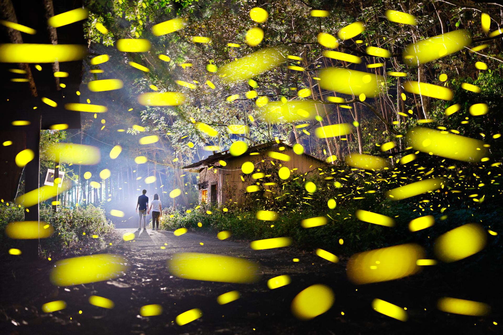 New York Photography Awards Winner - Travel with Fireflies