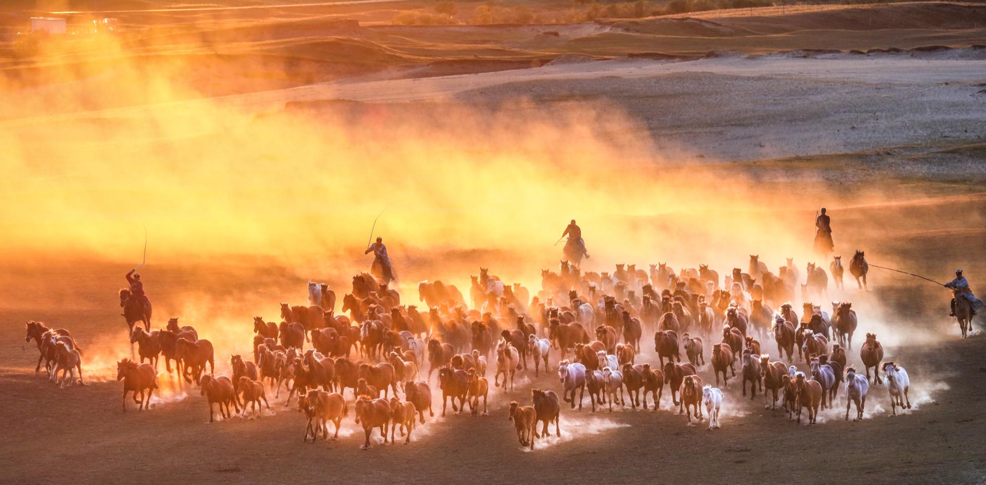 New York Photography Awards Winner - Horse galloping at sunset