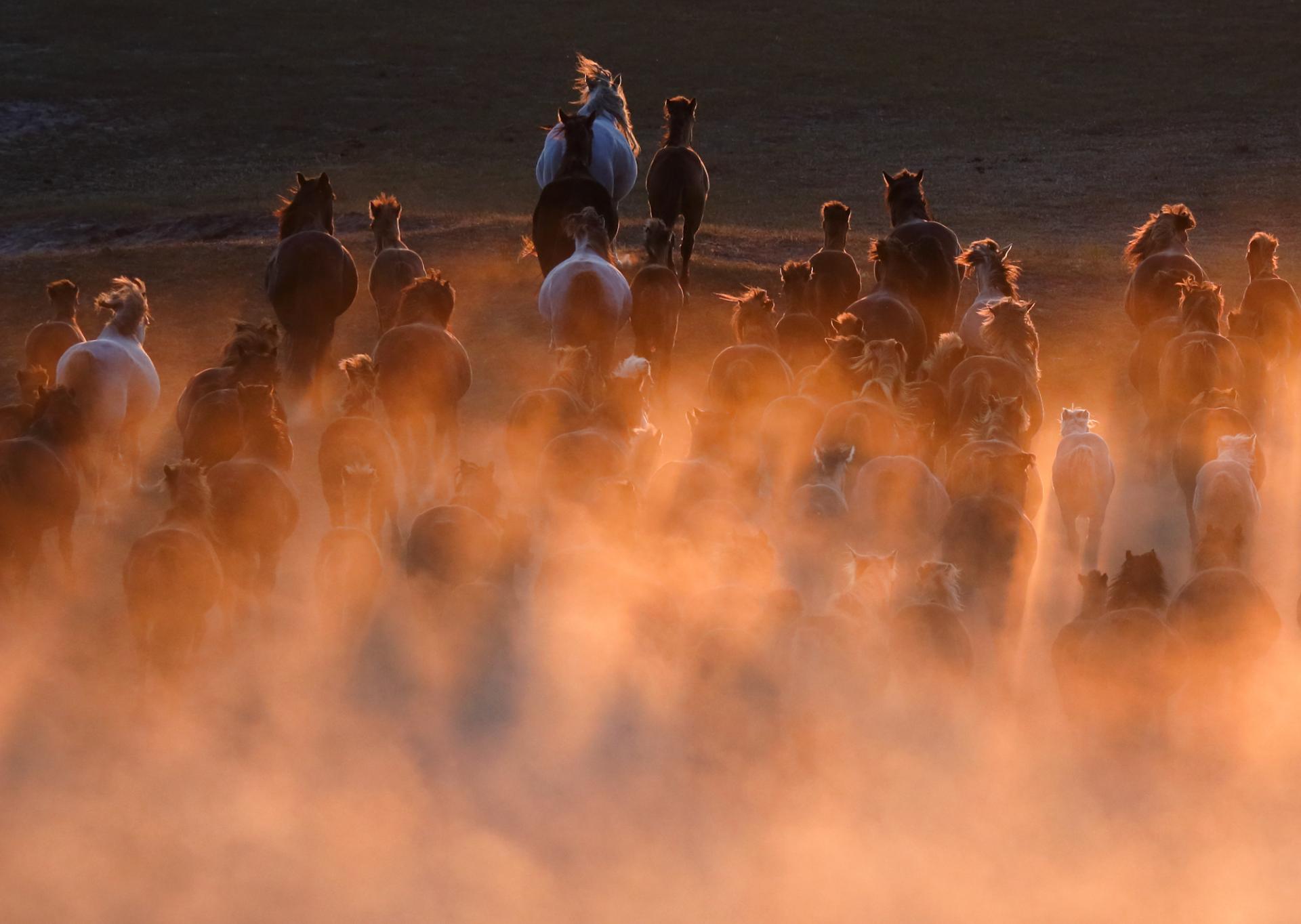 New York Photography Awards Winner - Horse galloping at sunset