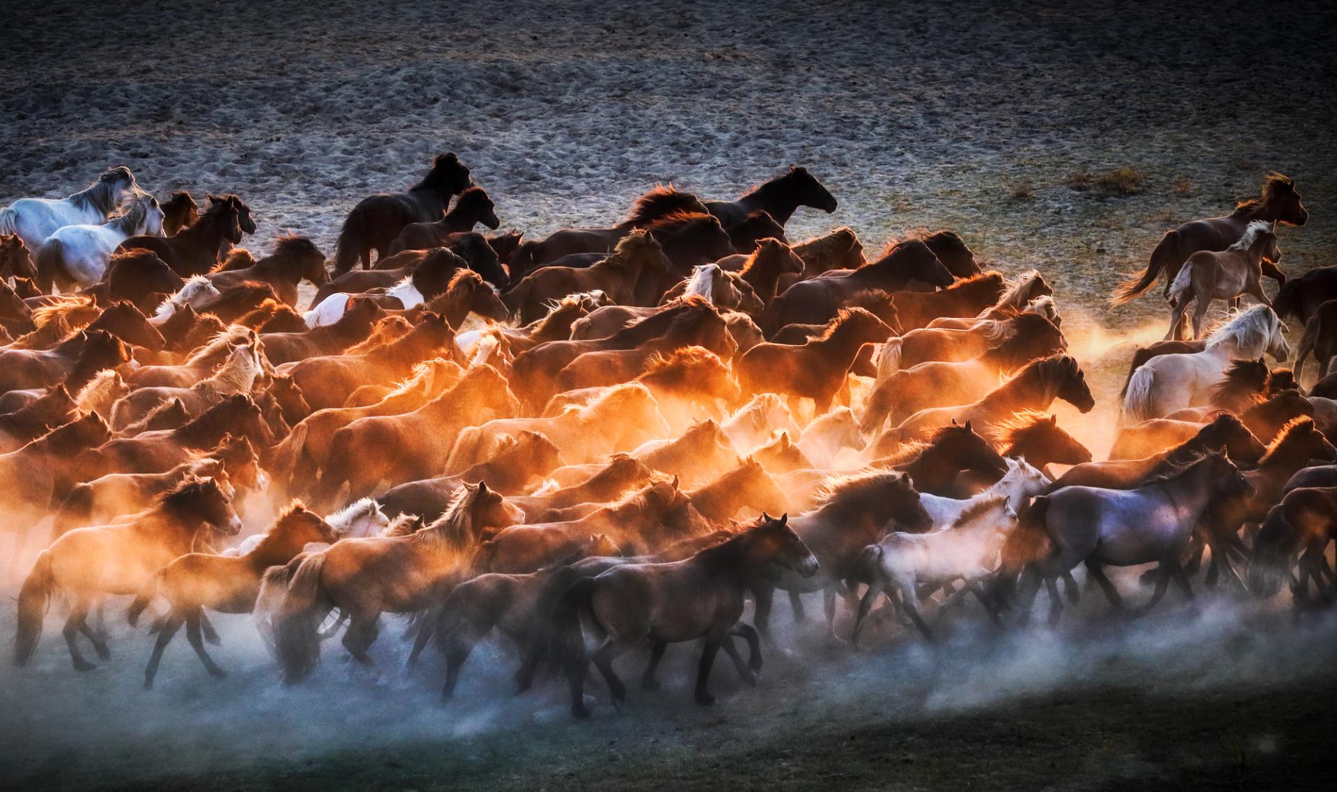 New York Photography Awards Winner - Horse galloping at sunset