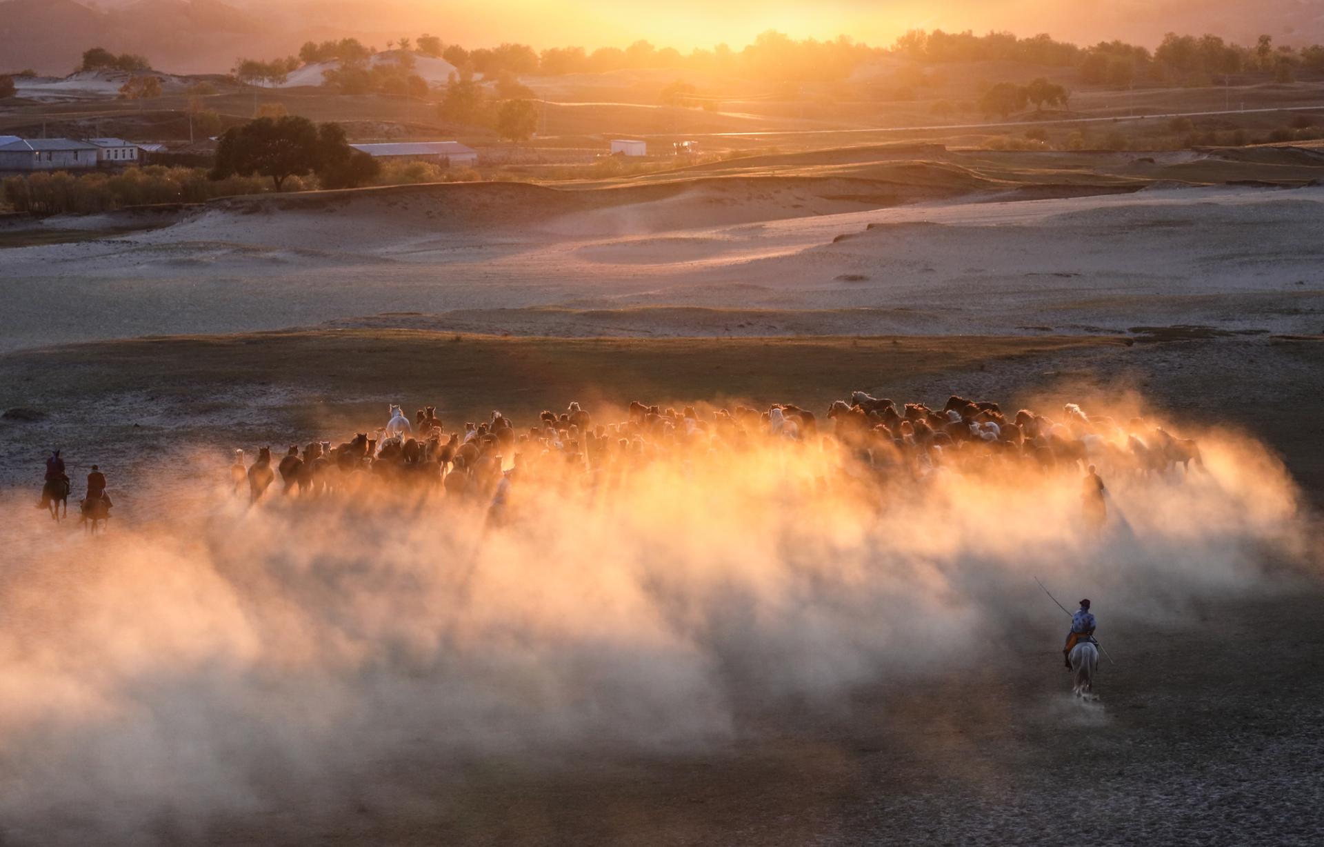 New York Photography Awards Winner - Horse galloping at sunset