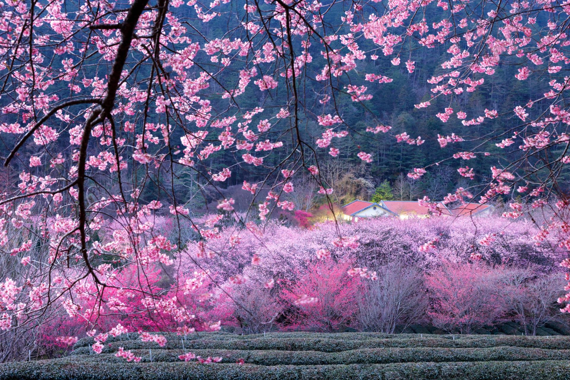 New York Photography Awards Winner - Cherry blossoms