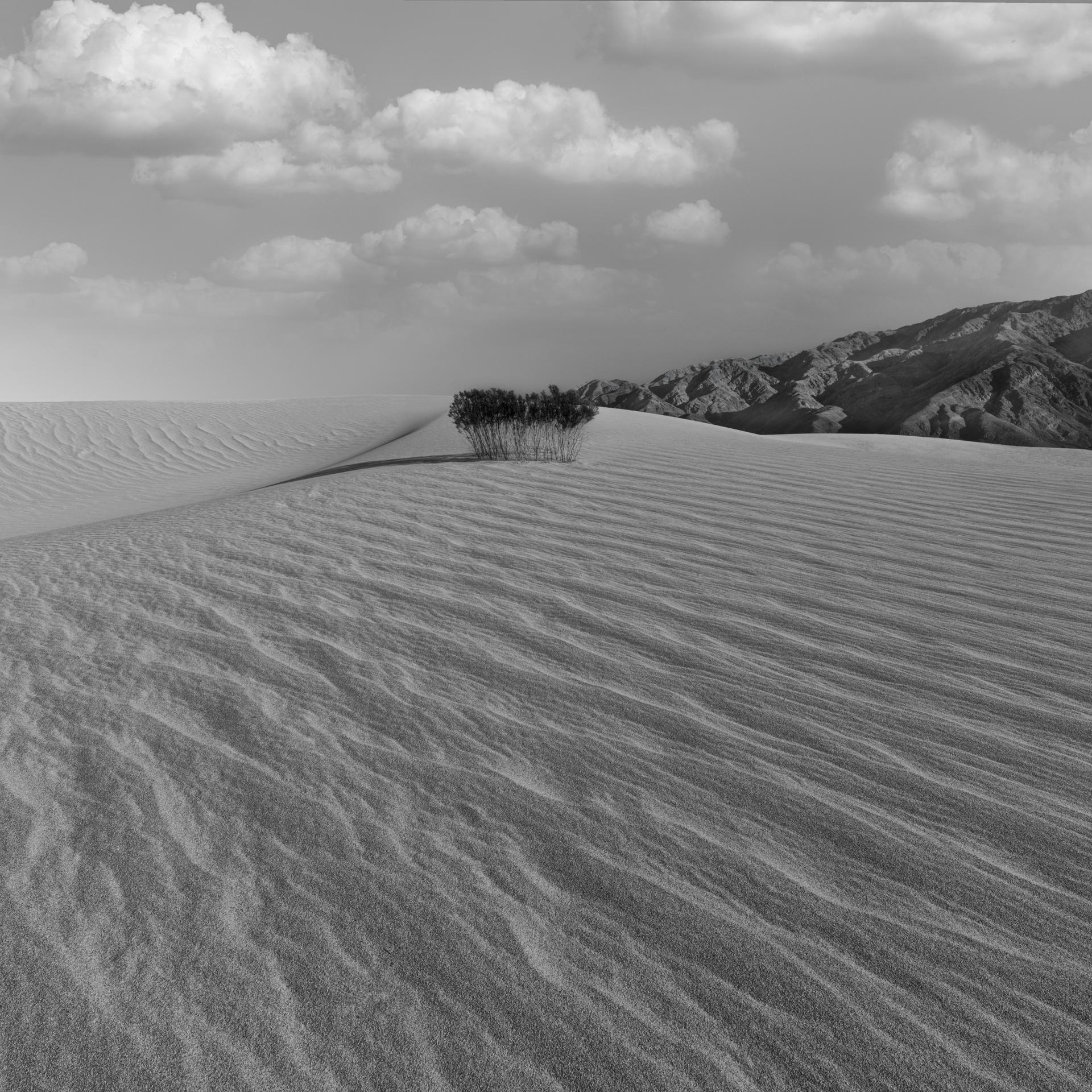 New York Photography Awards Winner - SHADOWLANDS