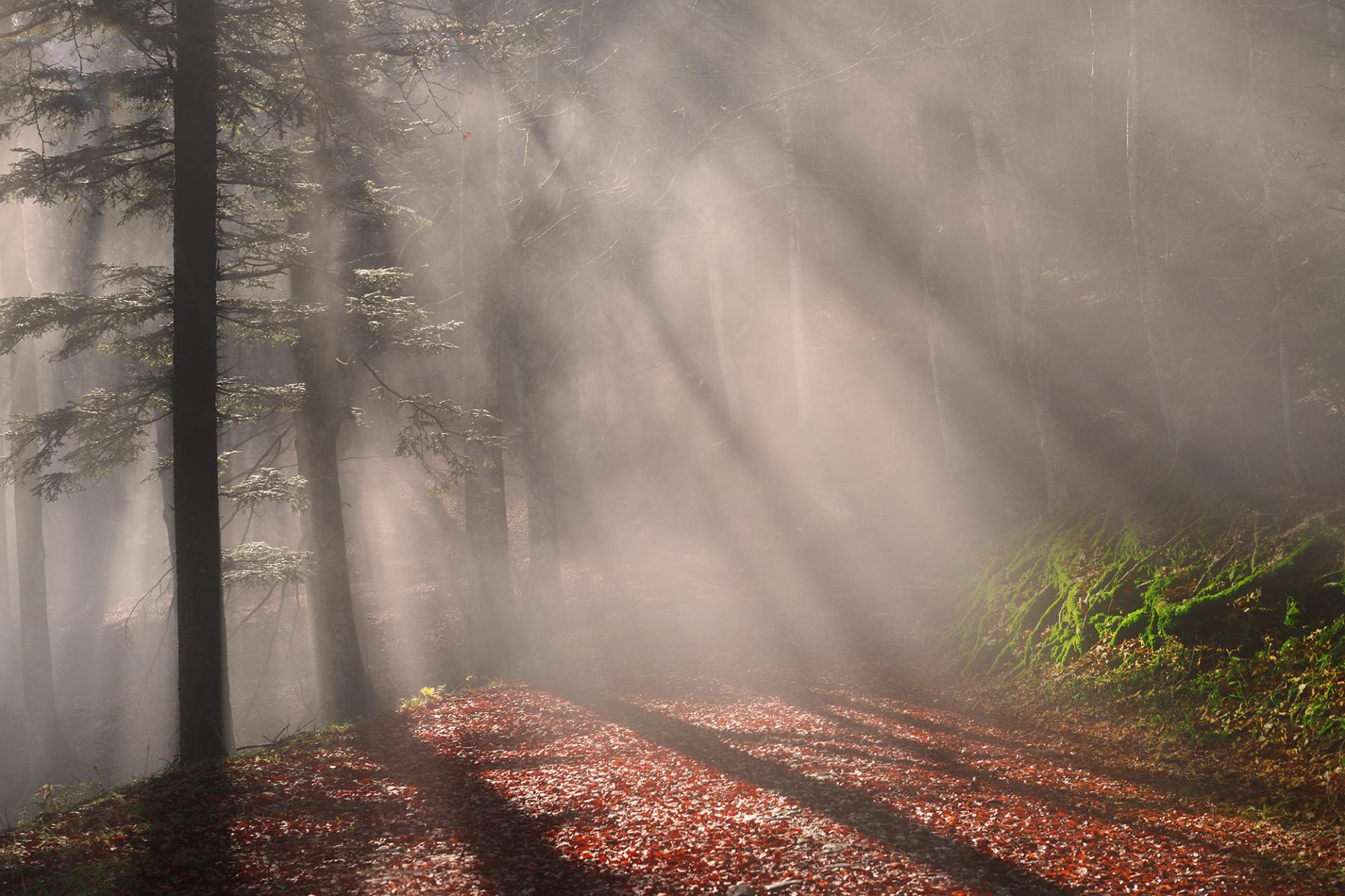 New York Photography Awards Winner - The Forest