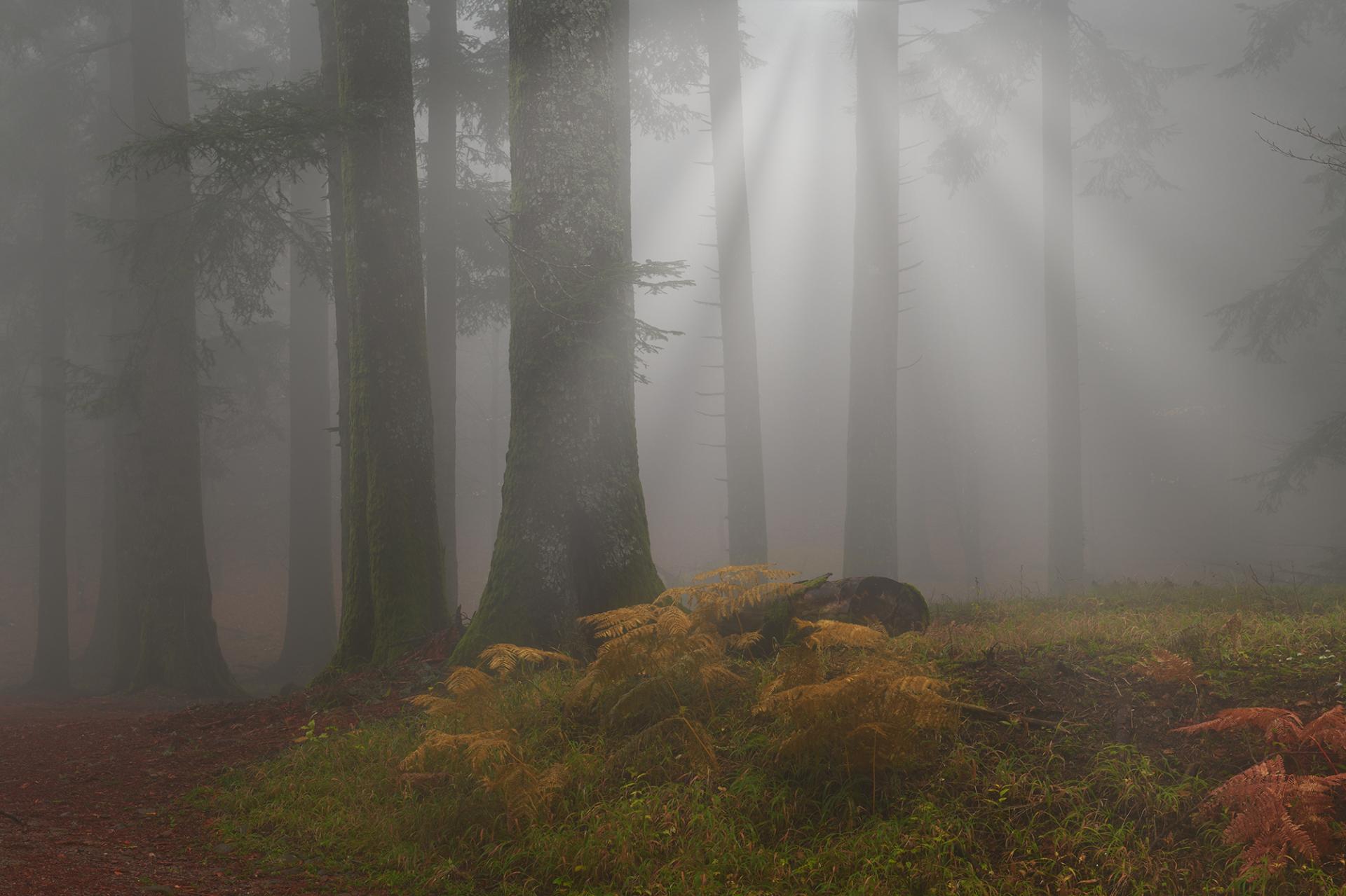 New York Photography Awards Winner - The Forest
