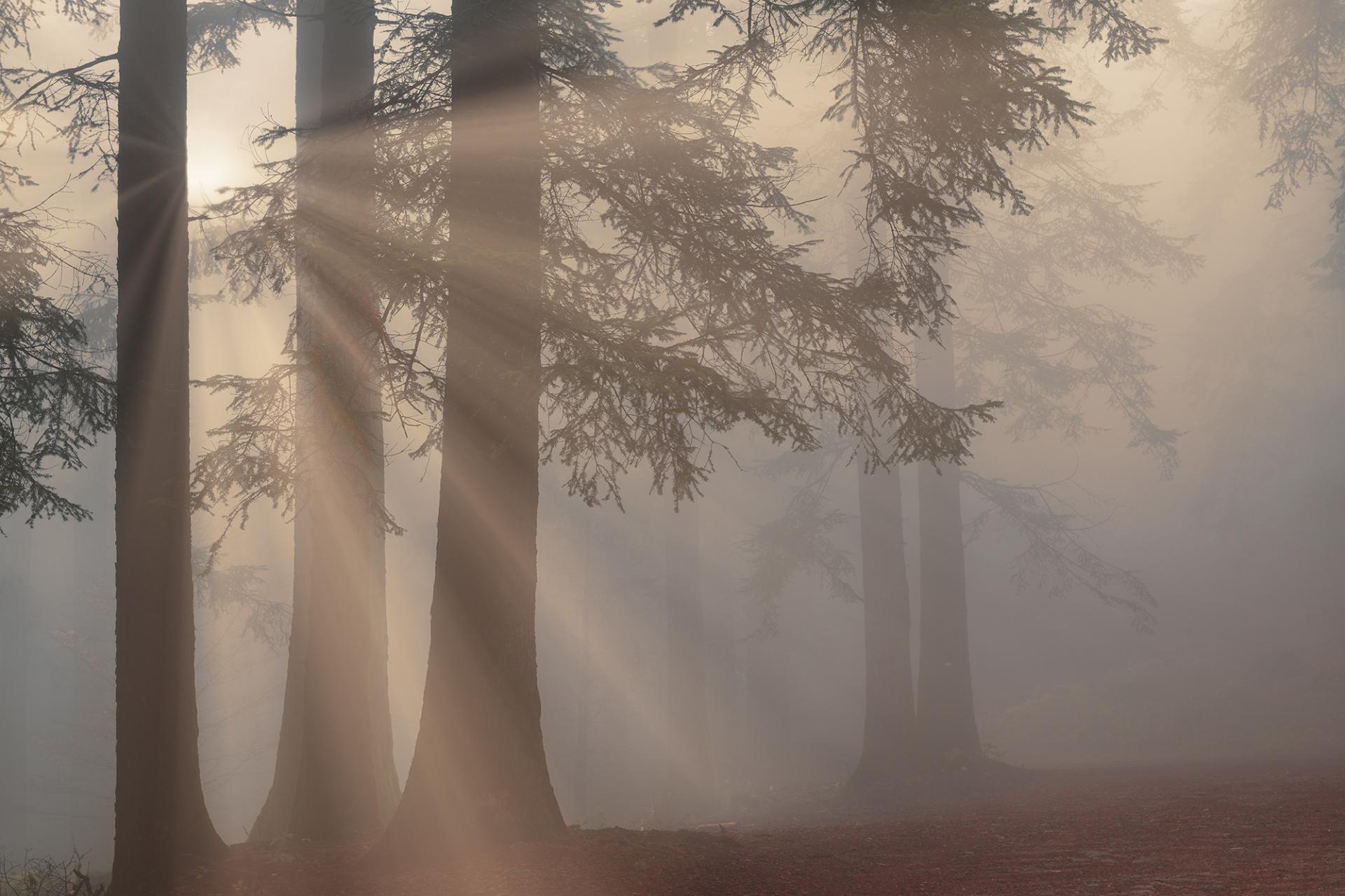 New York Photography Awards Winner - The Forest