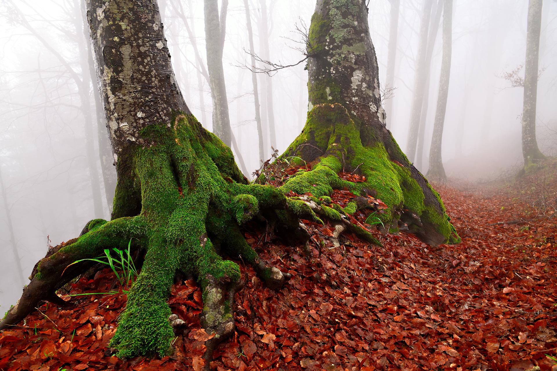 New York Photography Awards Winner - The Forest