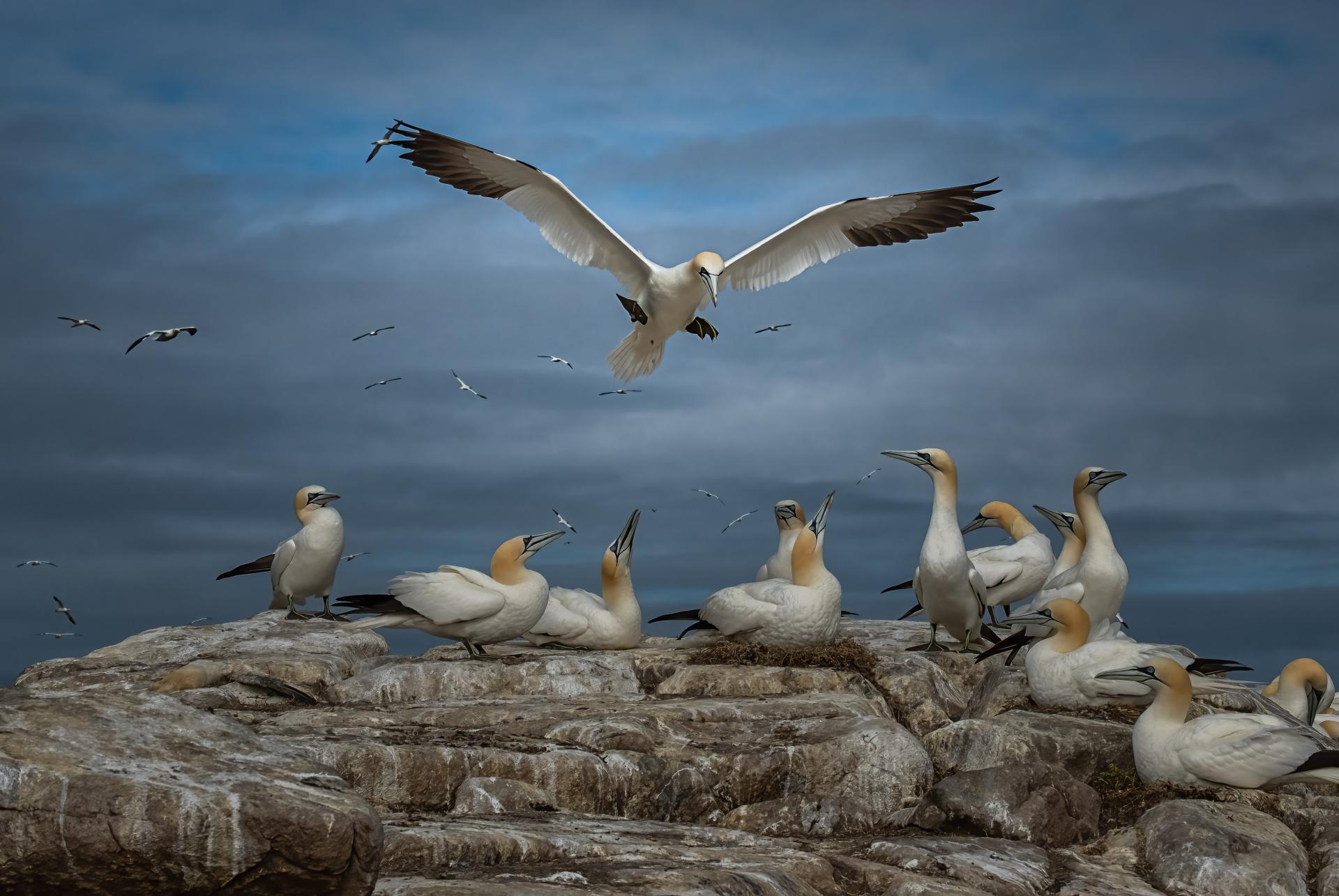 New York Photography Awards Winner - Into the world of Gannets