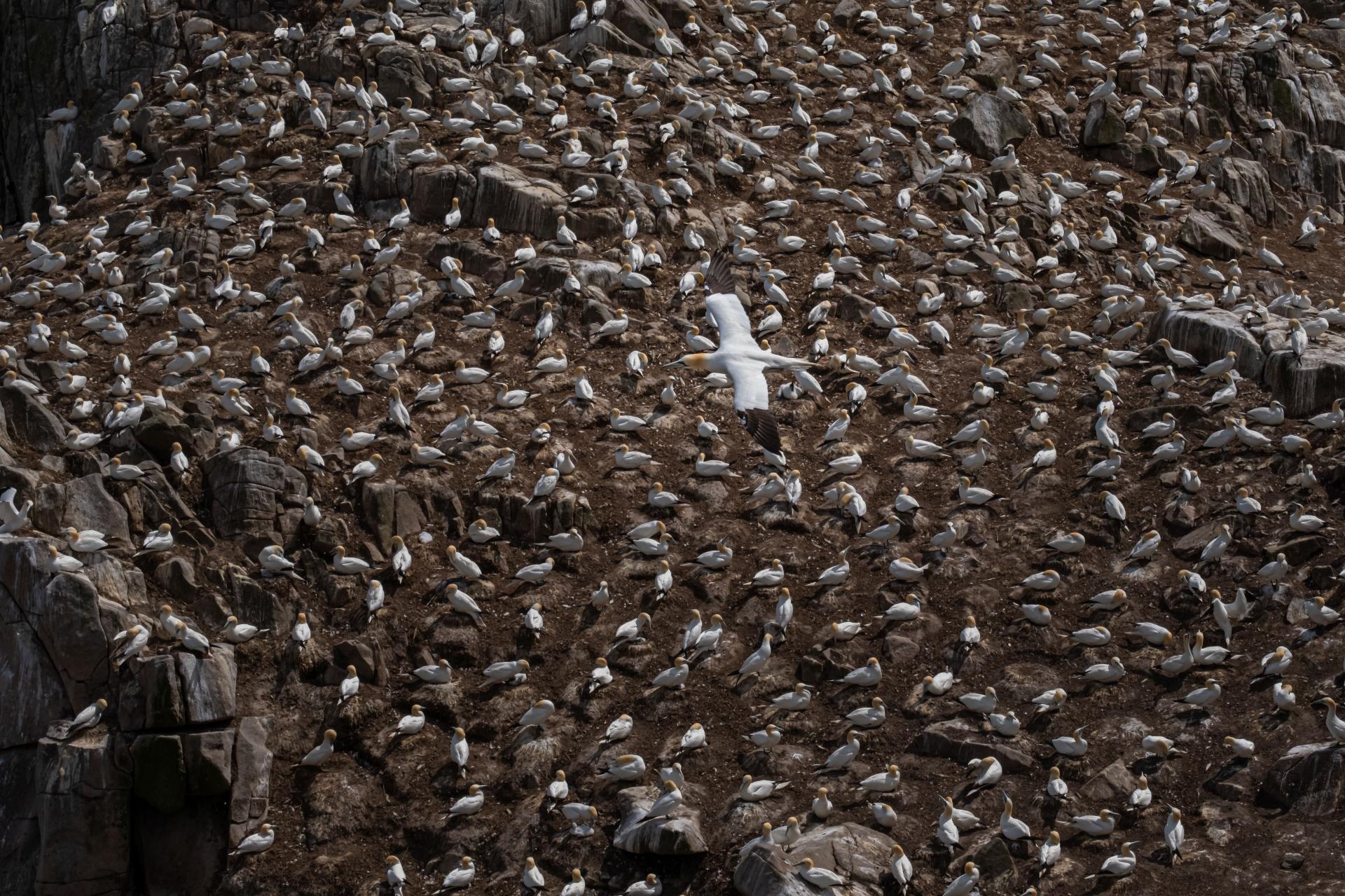 New York Photography Awards Winner - Into the world of Gannets