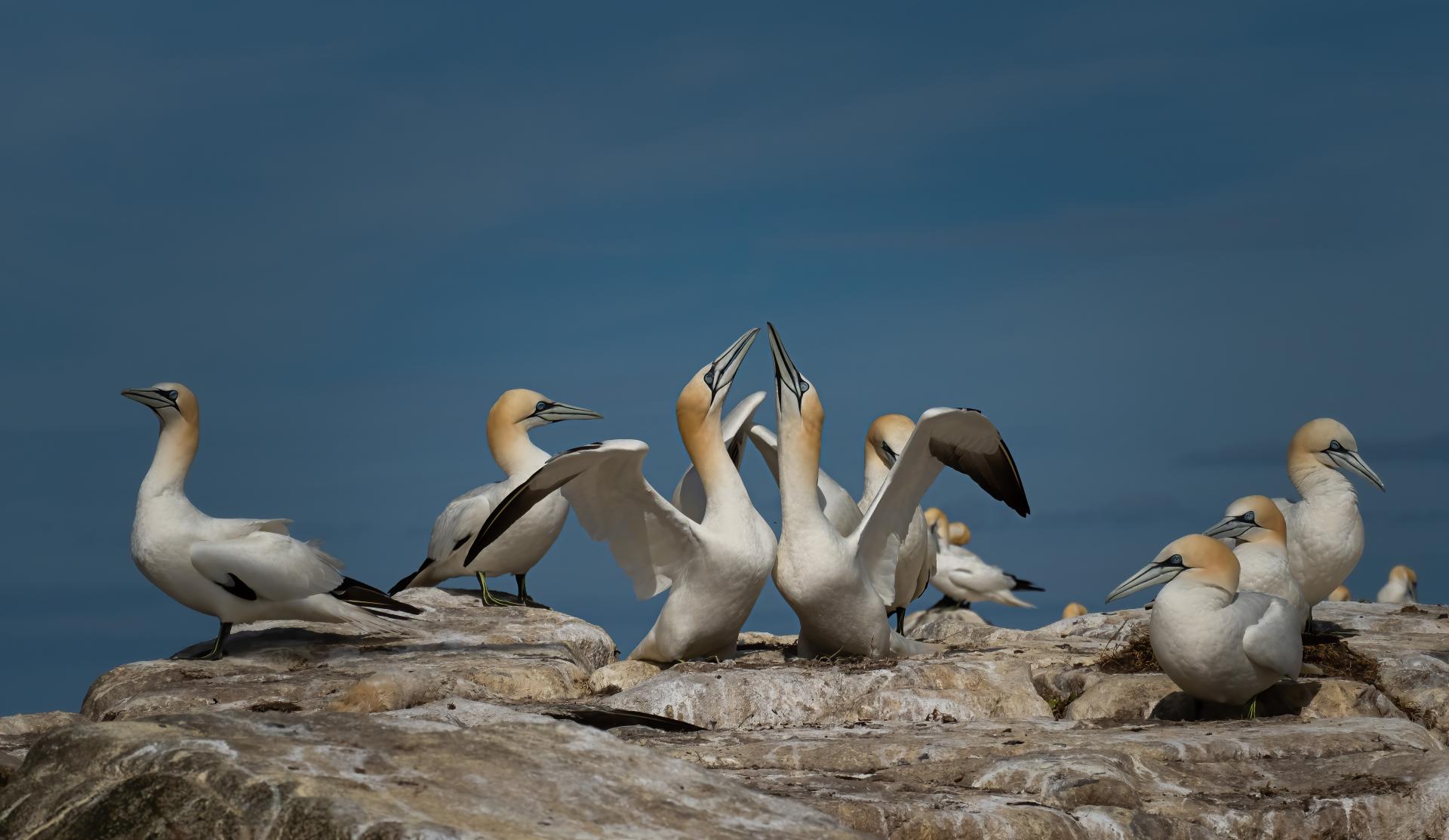 New York Photography Awards Winner - Into the world of Gannets